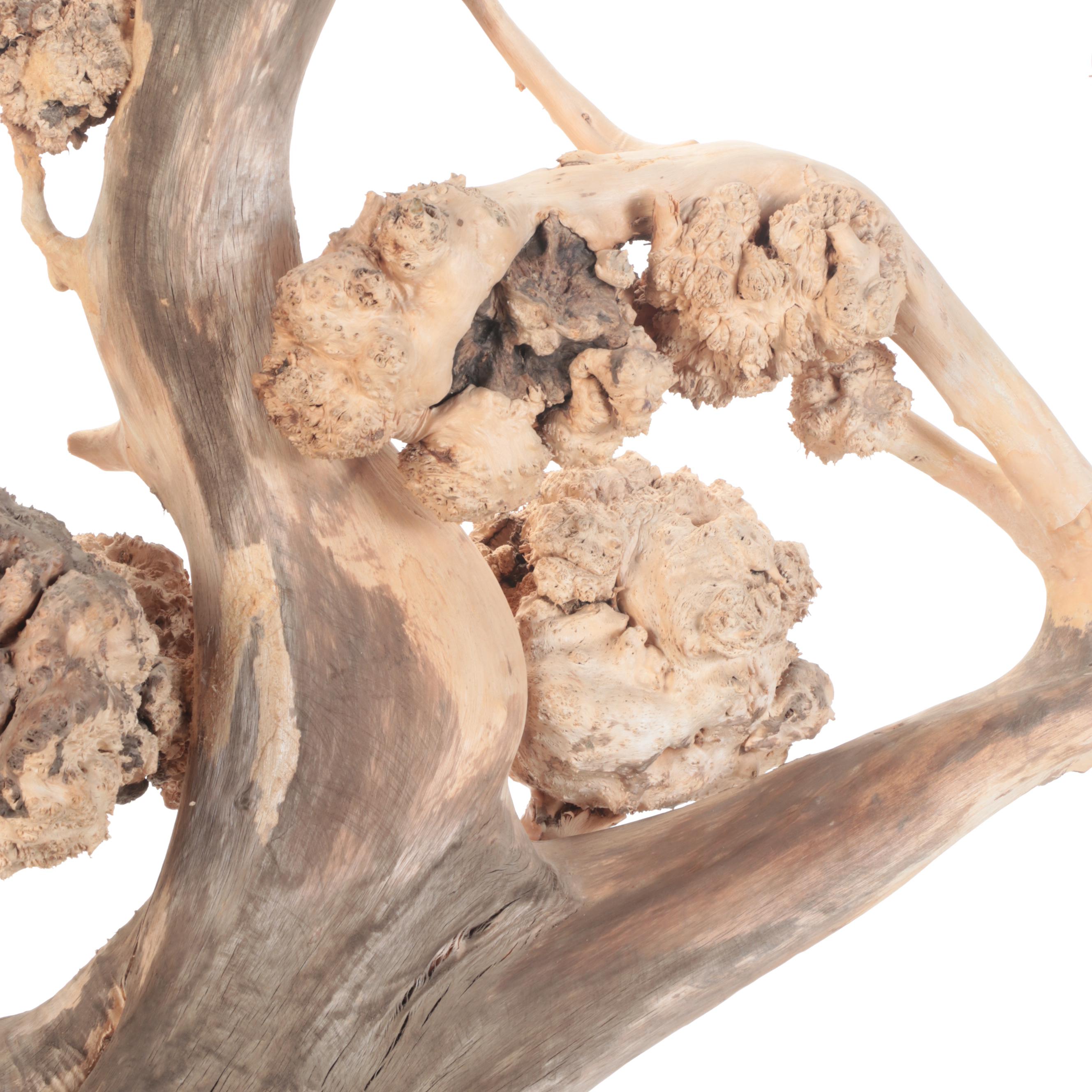 Cedar Root with Galls as a Sculpture