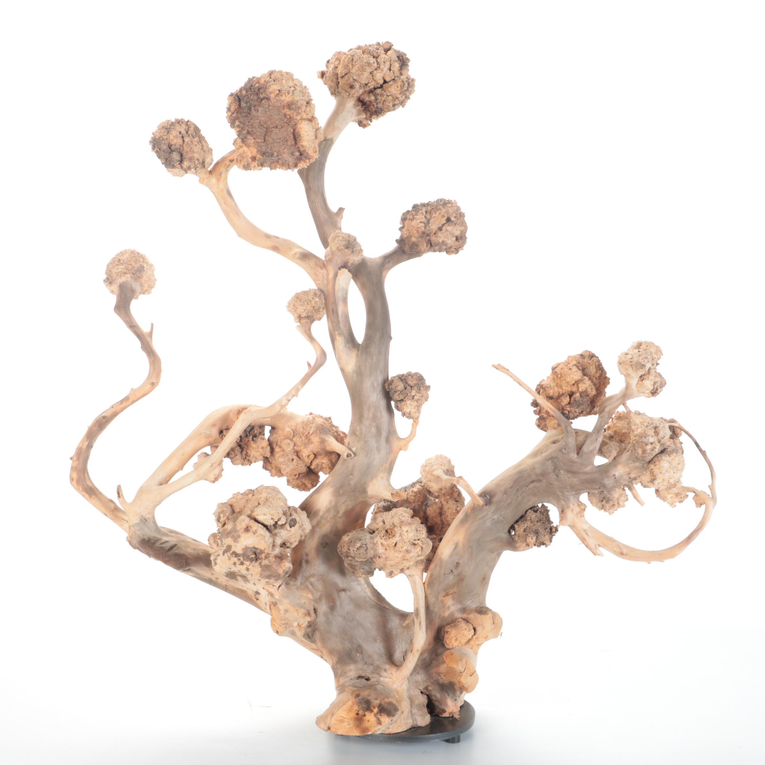 Cedar Root with Galls as a Sculpture