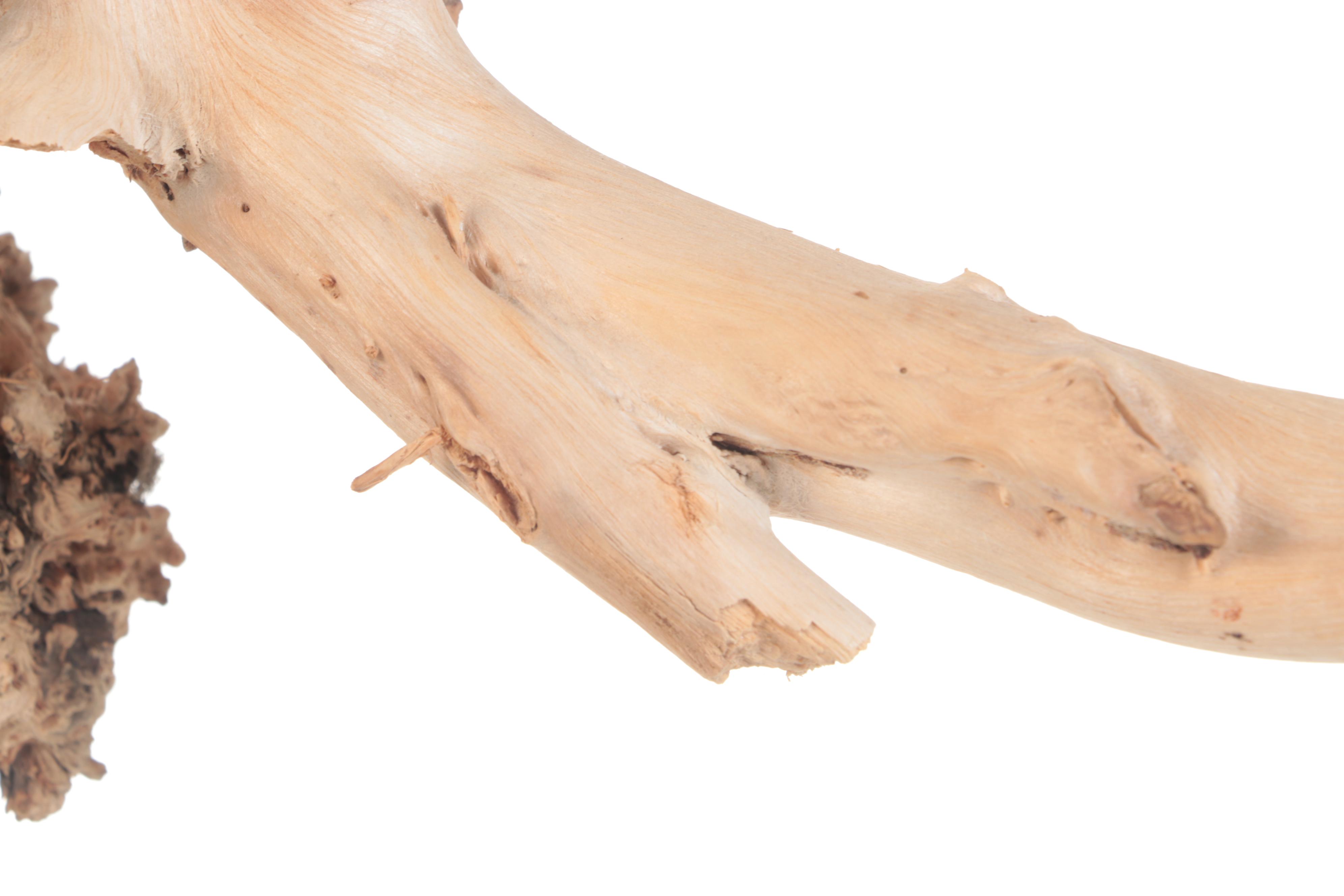 Cedar Root with Galls as a Sculpture