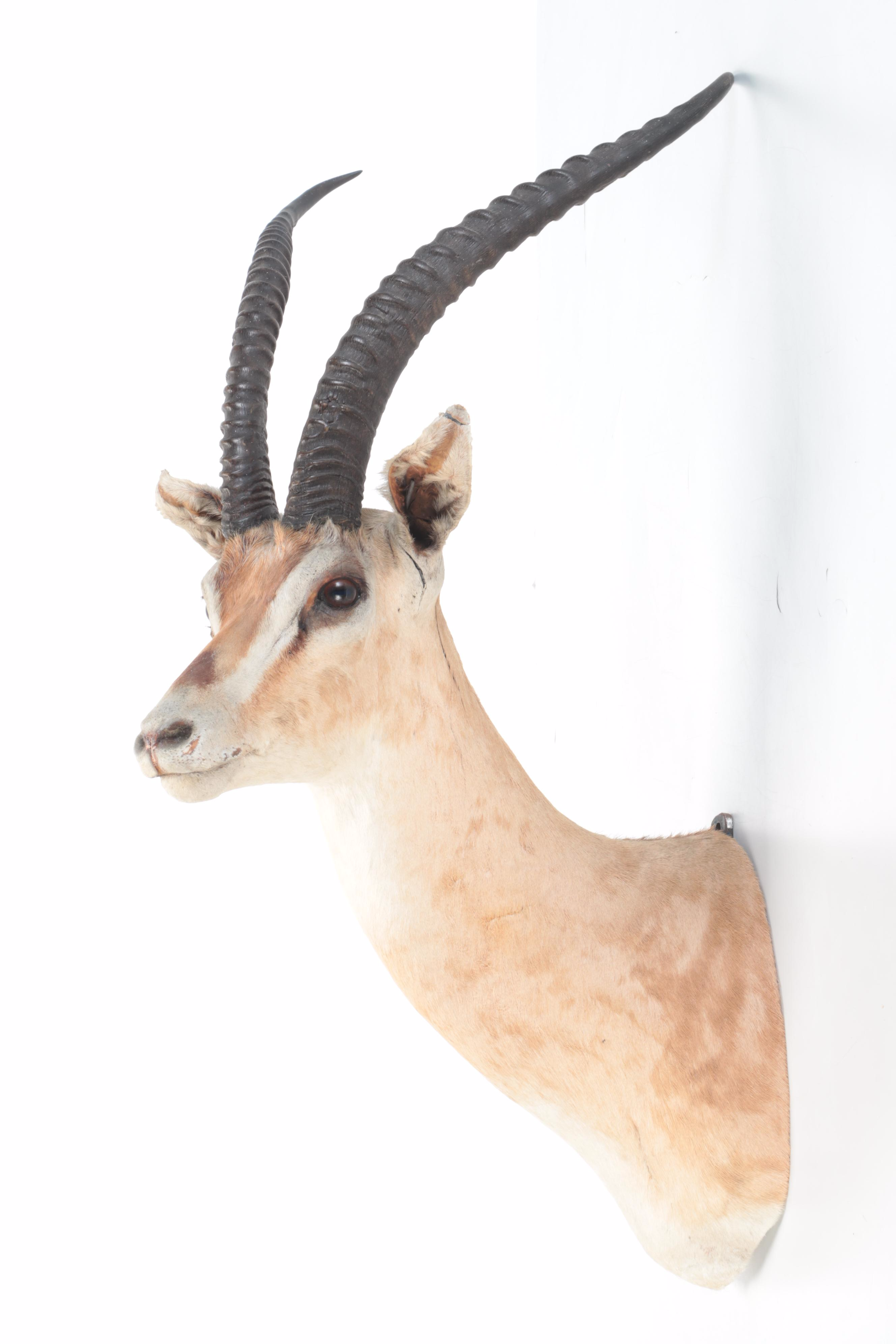 Taxidermy  East African Thomson's Gazelle Shoulder Mount