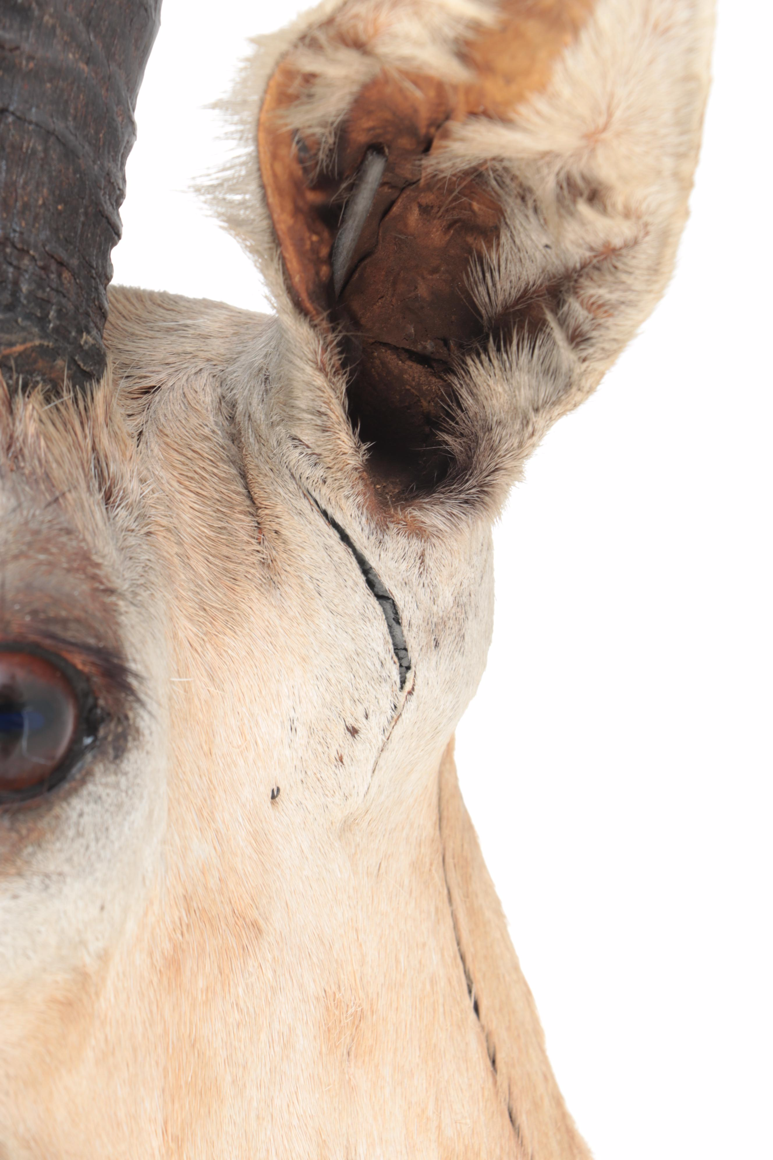 Taxidermy  East African Thomson's Gazelle Shoulder Mount