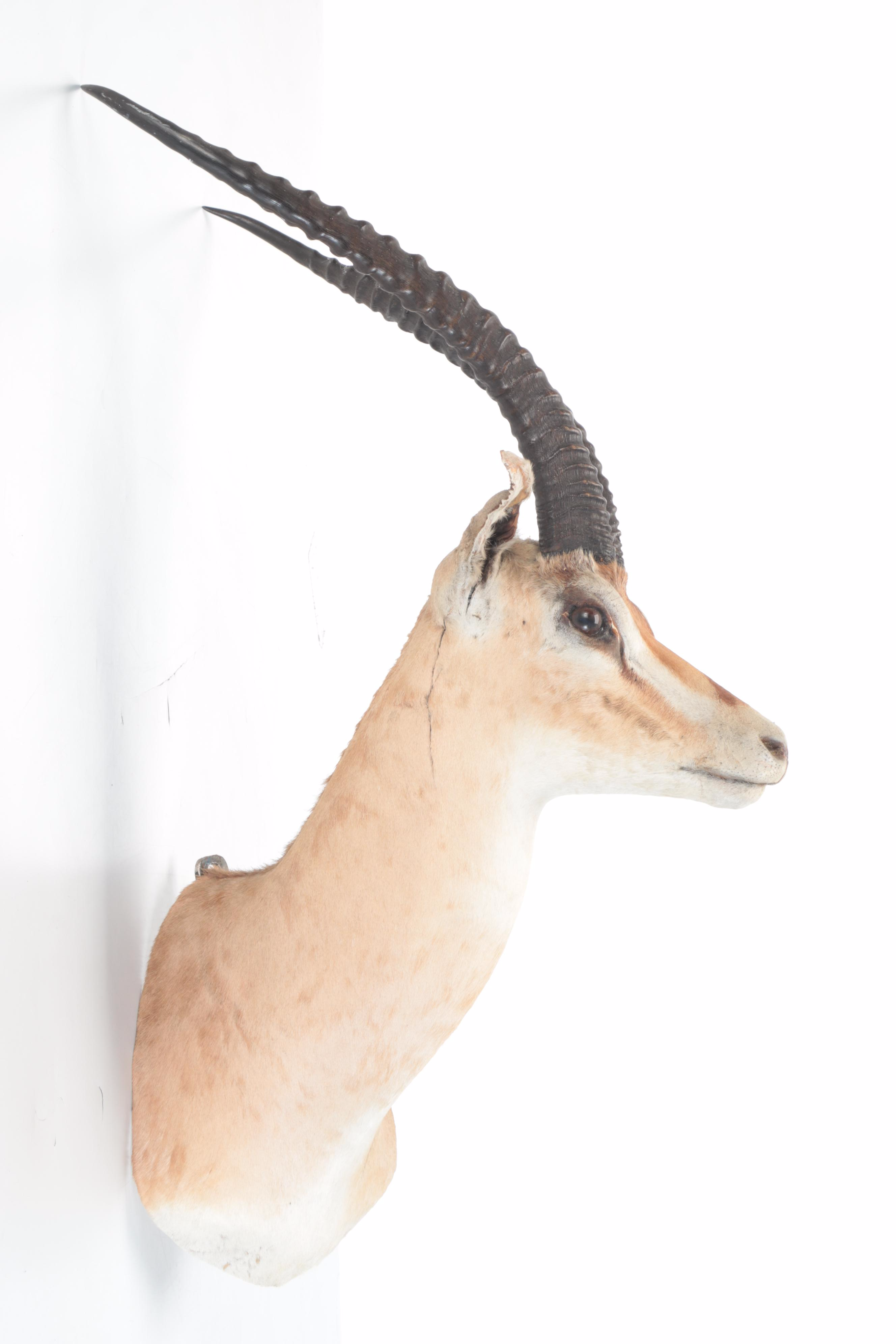 Taxidermy  East African Thomson's Gazelle Shoulder Mount