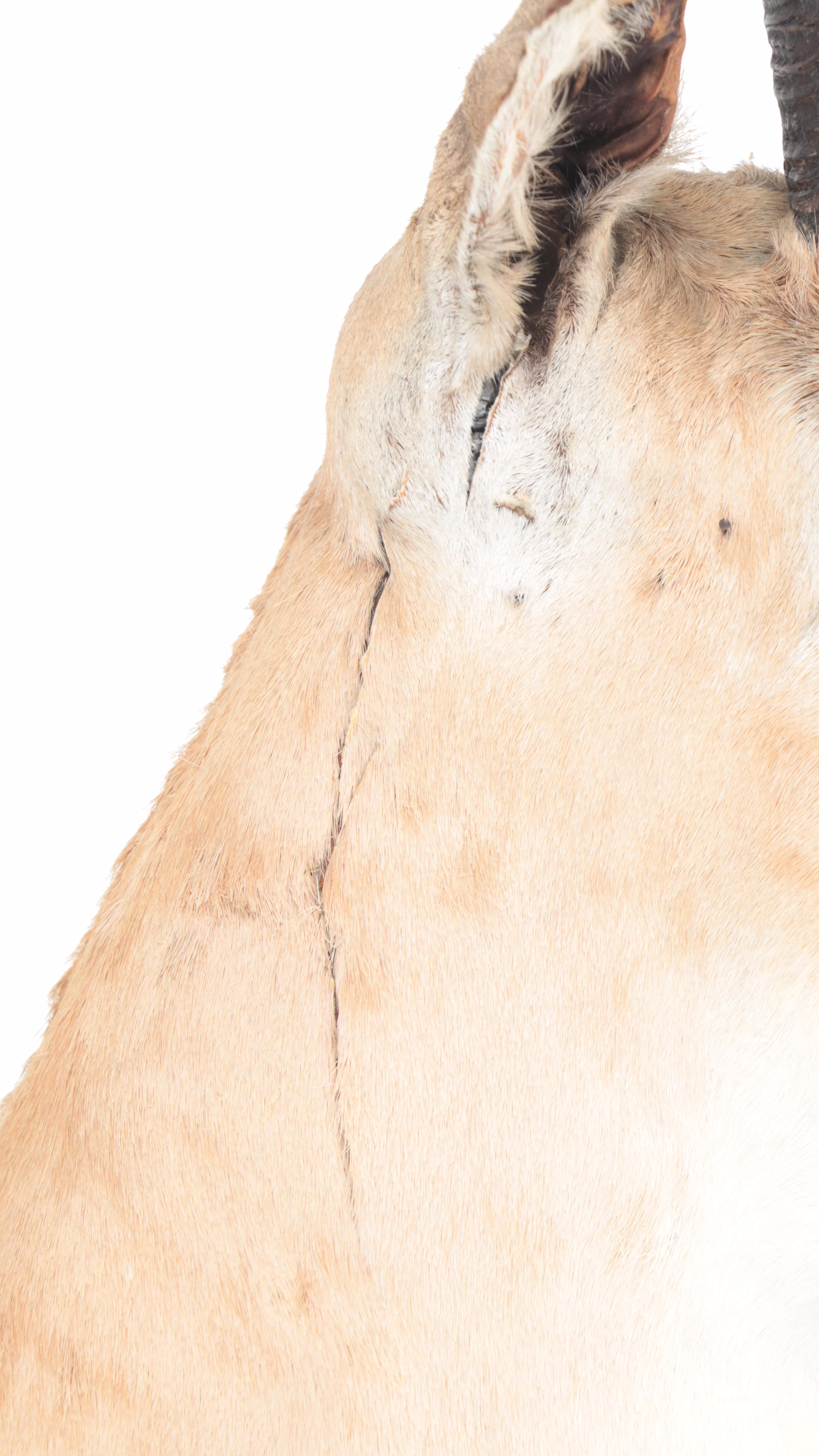 Taxidermy  East African Thomson's Gazelle Shoulder Mount