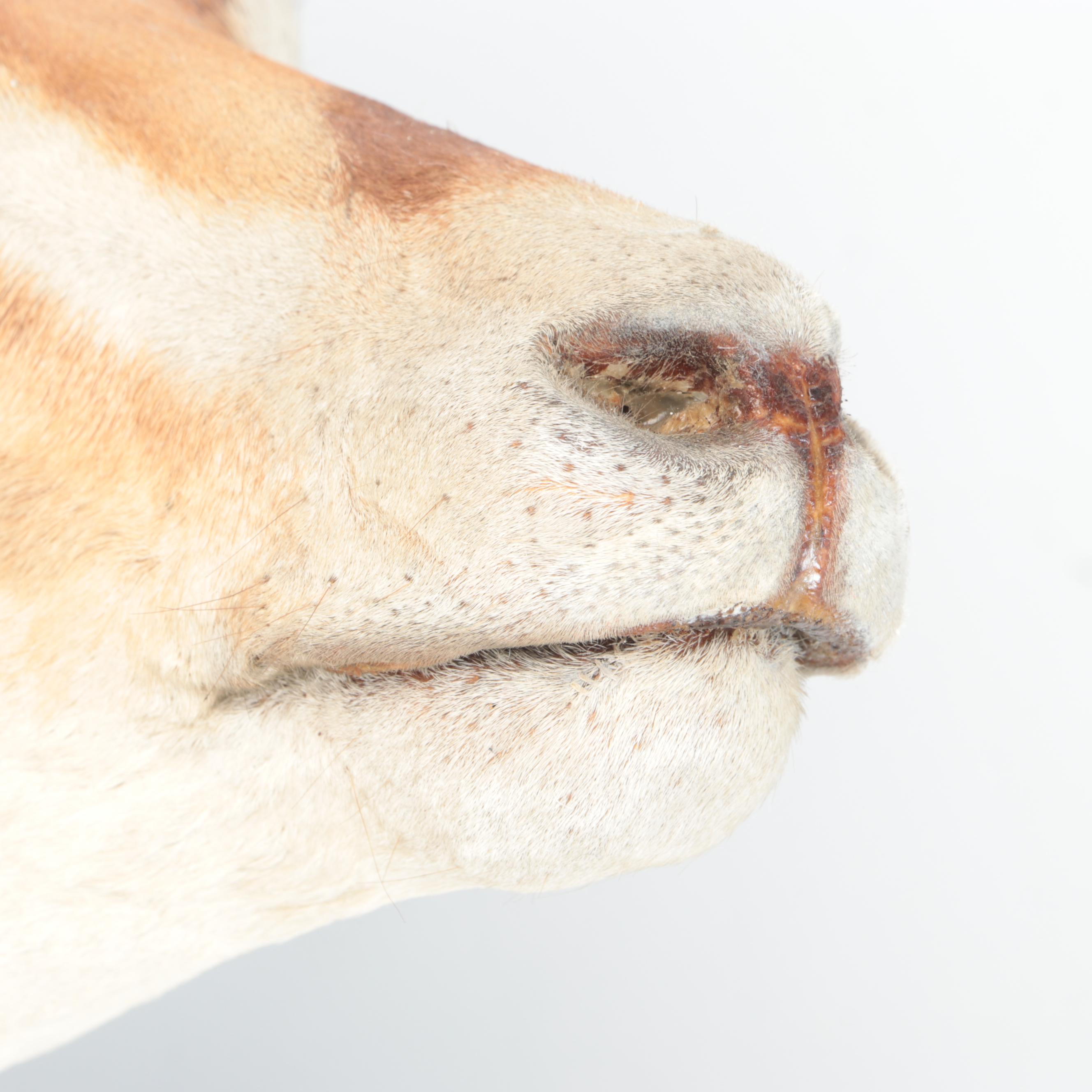 Taxidermy  East African Thomson's Gazelle Shoulder Mount