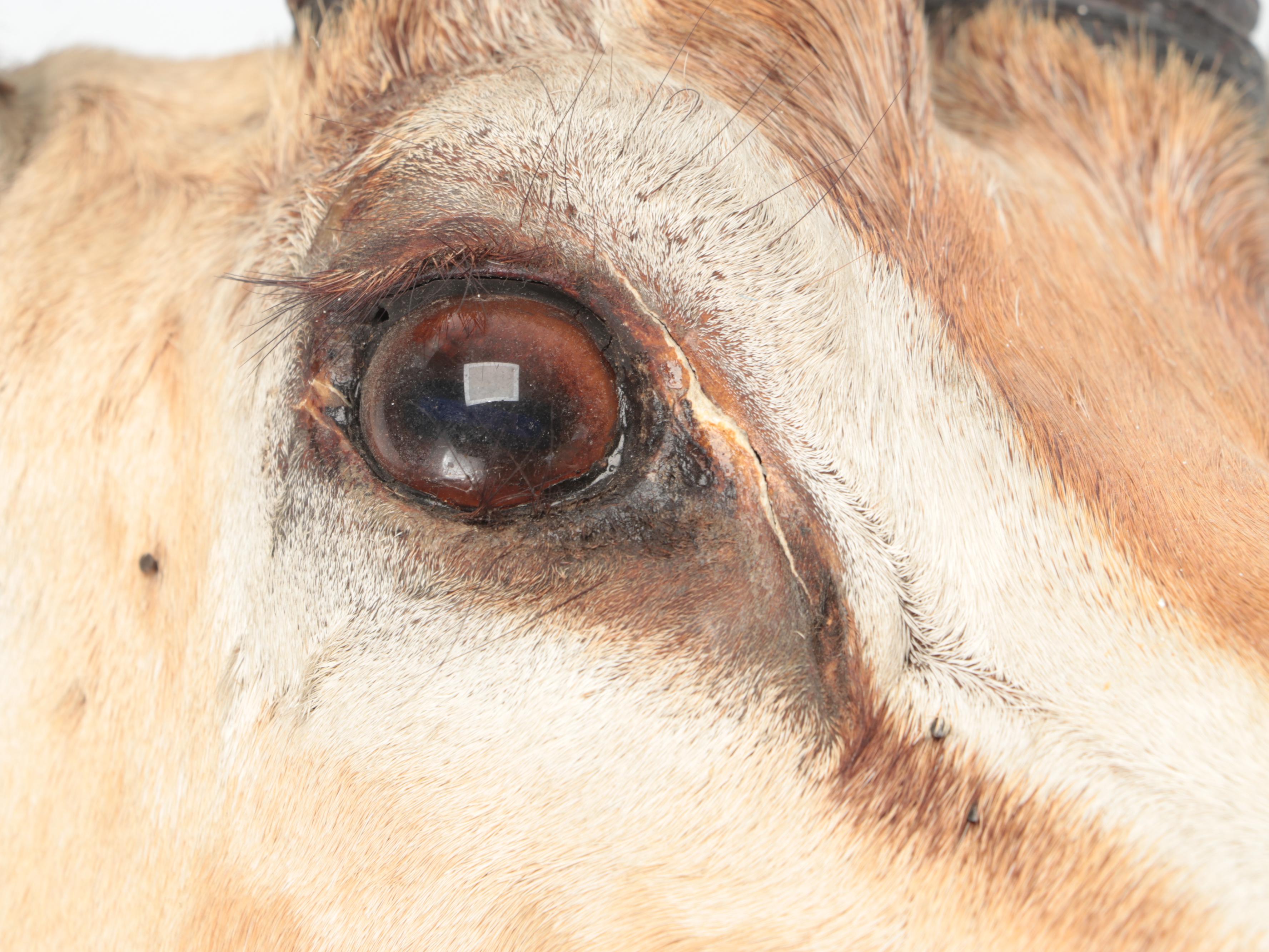 Taxidermy  East African Thomson's Gazelle Shoulder Mount