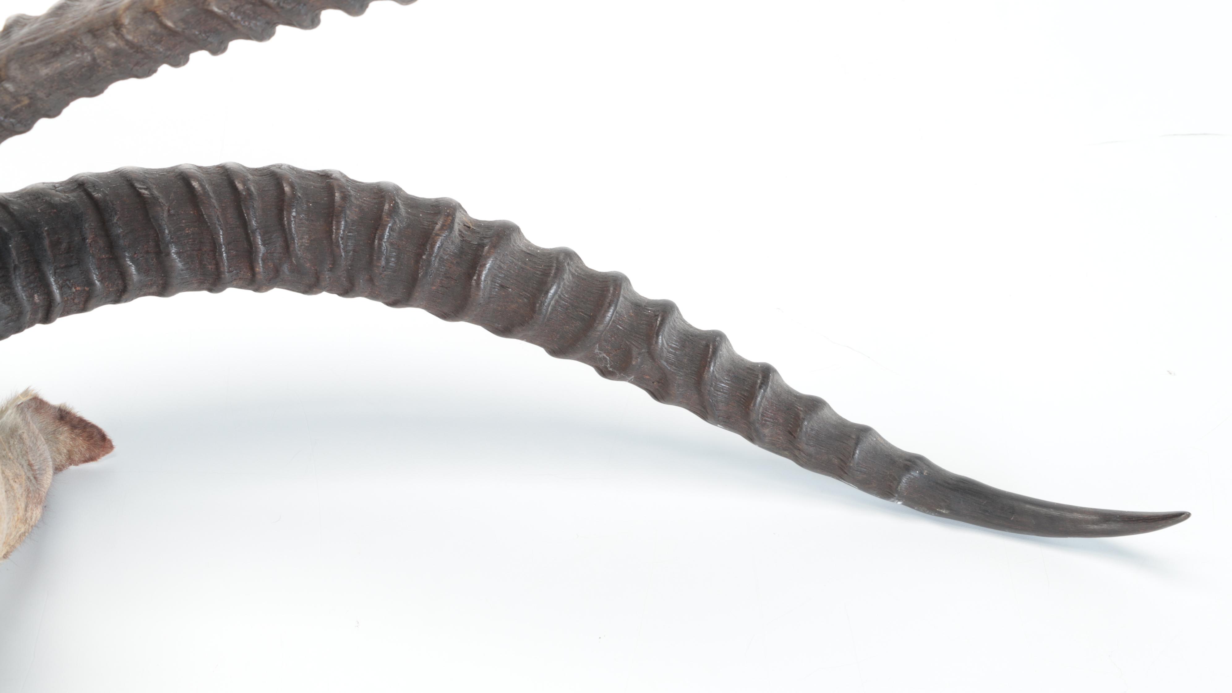 Taxidermy  East African Thomson's Gazelle Shoulder Mount