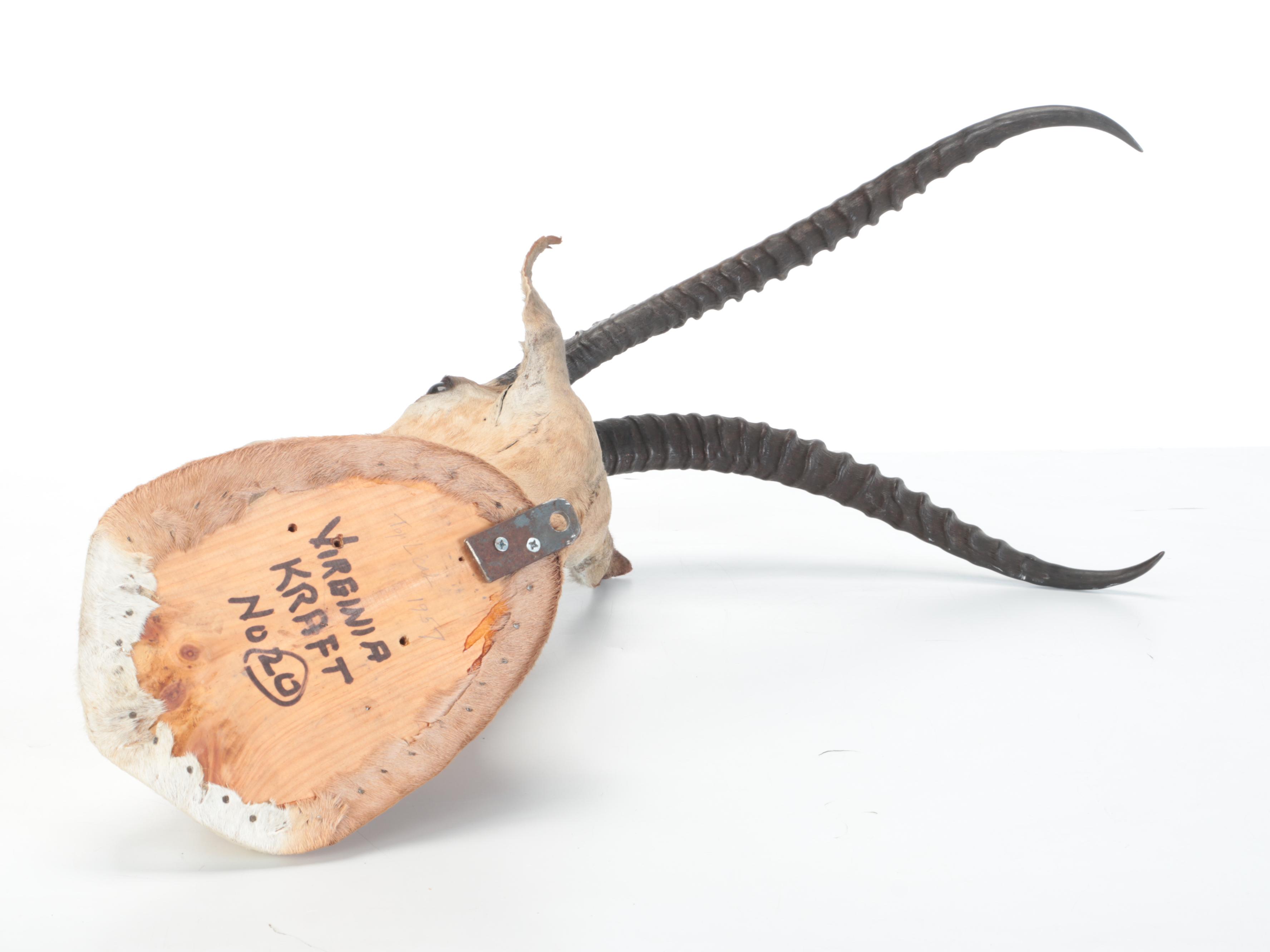 Taxidermy  East African Thomson's Gazelle Shoulder Mount