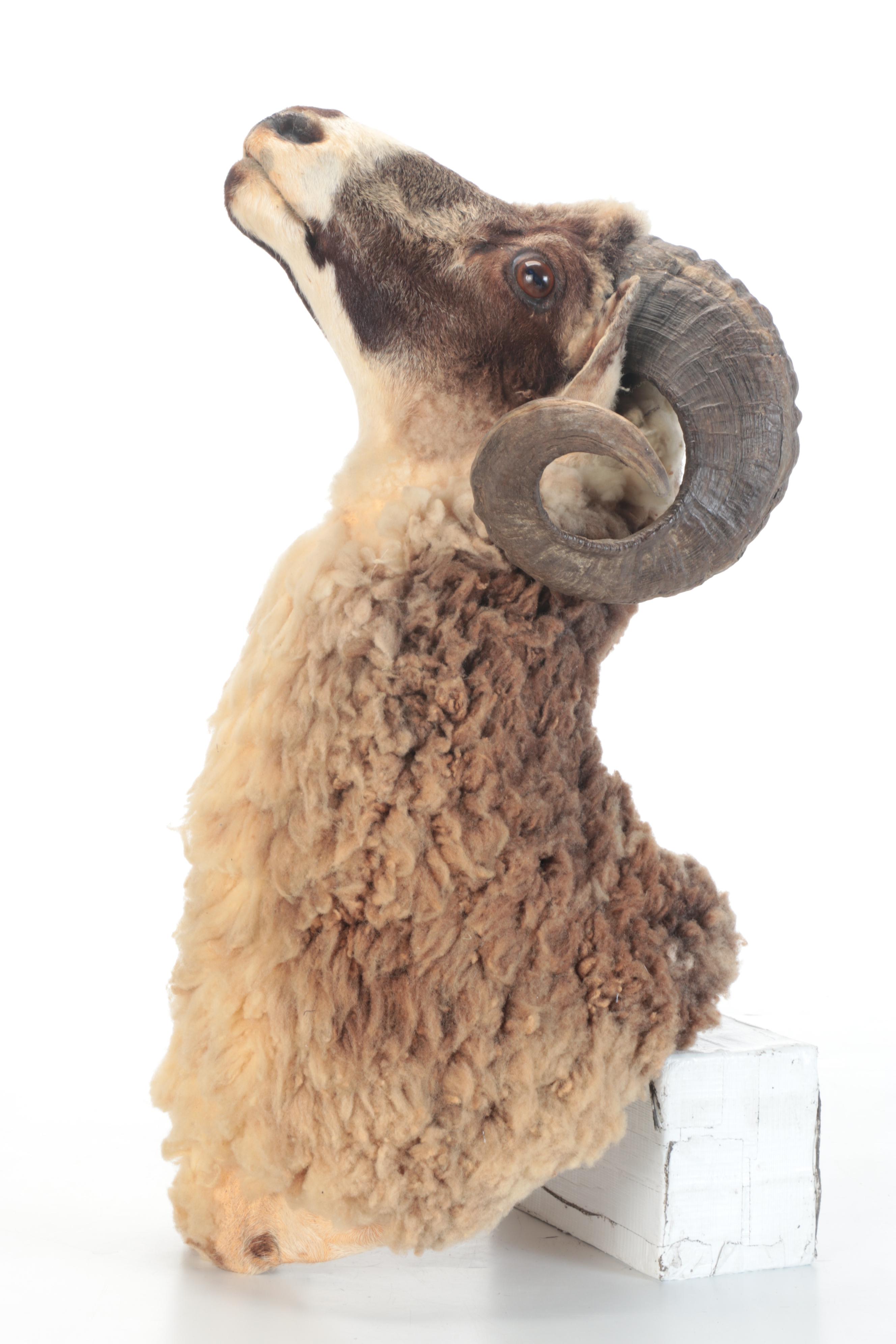 Taxidermy Arapawa Ram Shoulder Mount