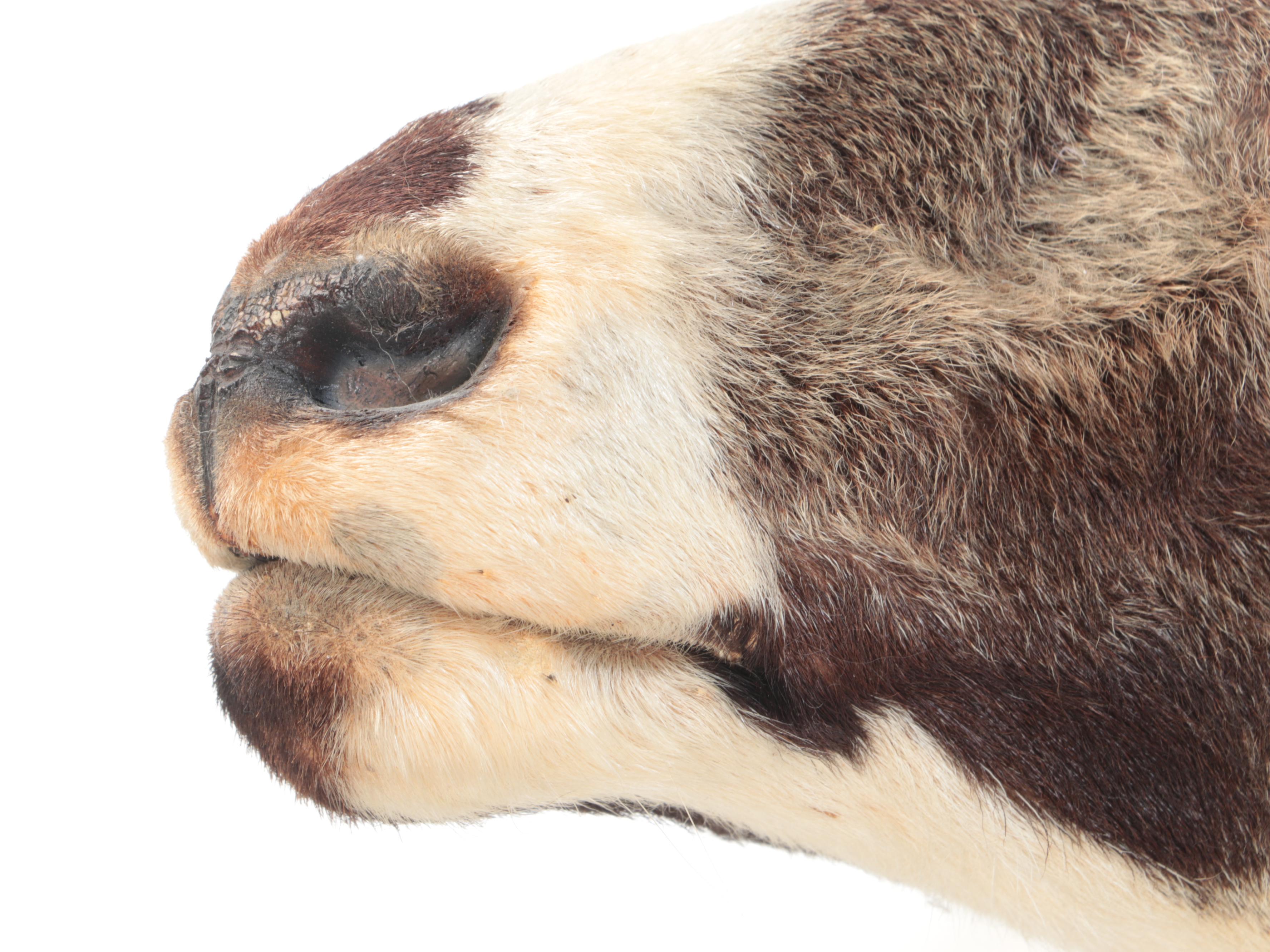 Taxidermy Arapawa Ram Shoulder Mount