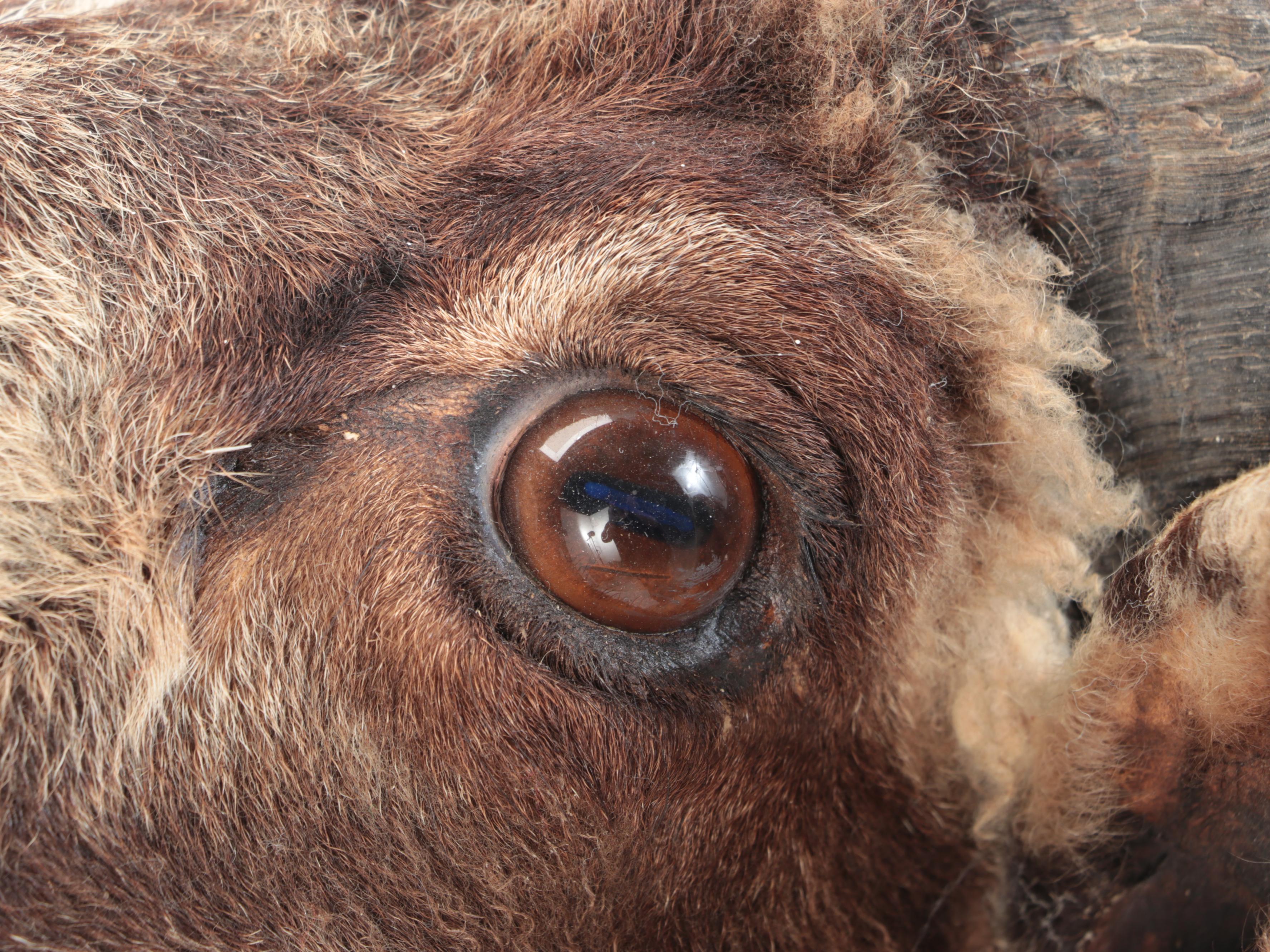 Taxidermy Arapawa Ram Shoulder Mount