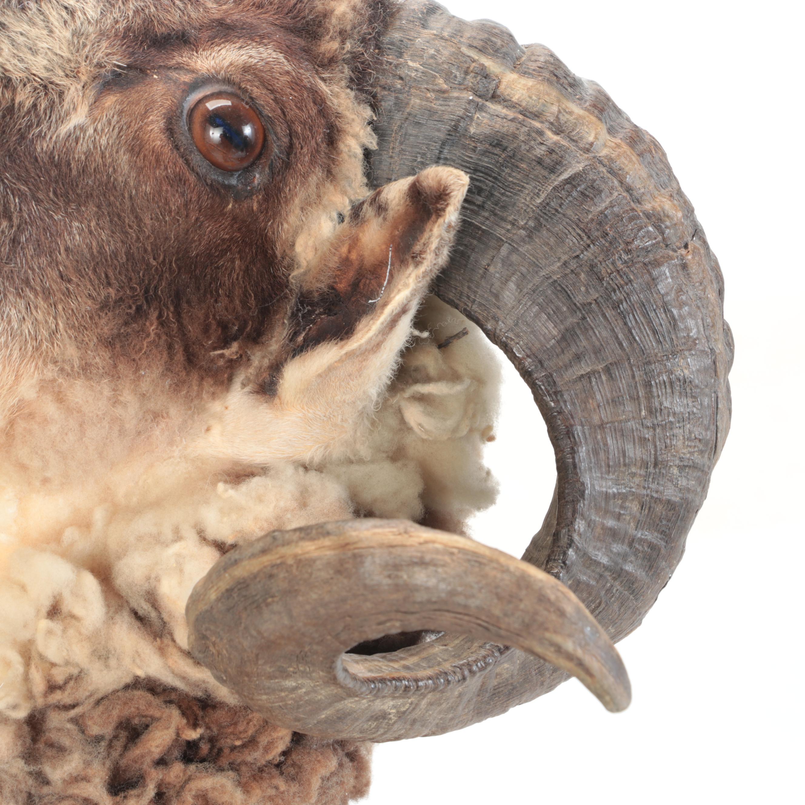 Taxidermy Arapawa Ram Shoulder Mount