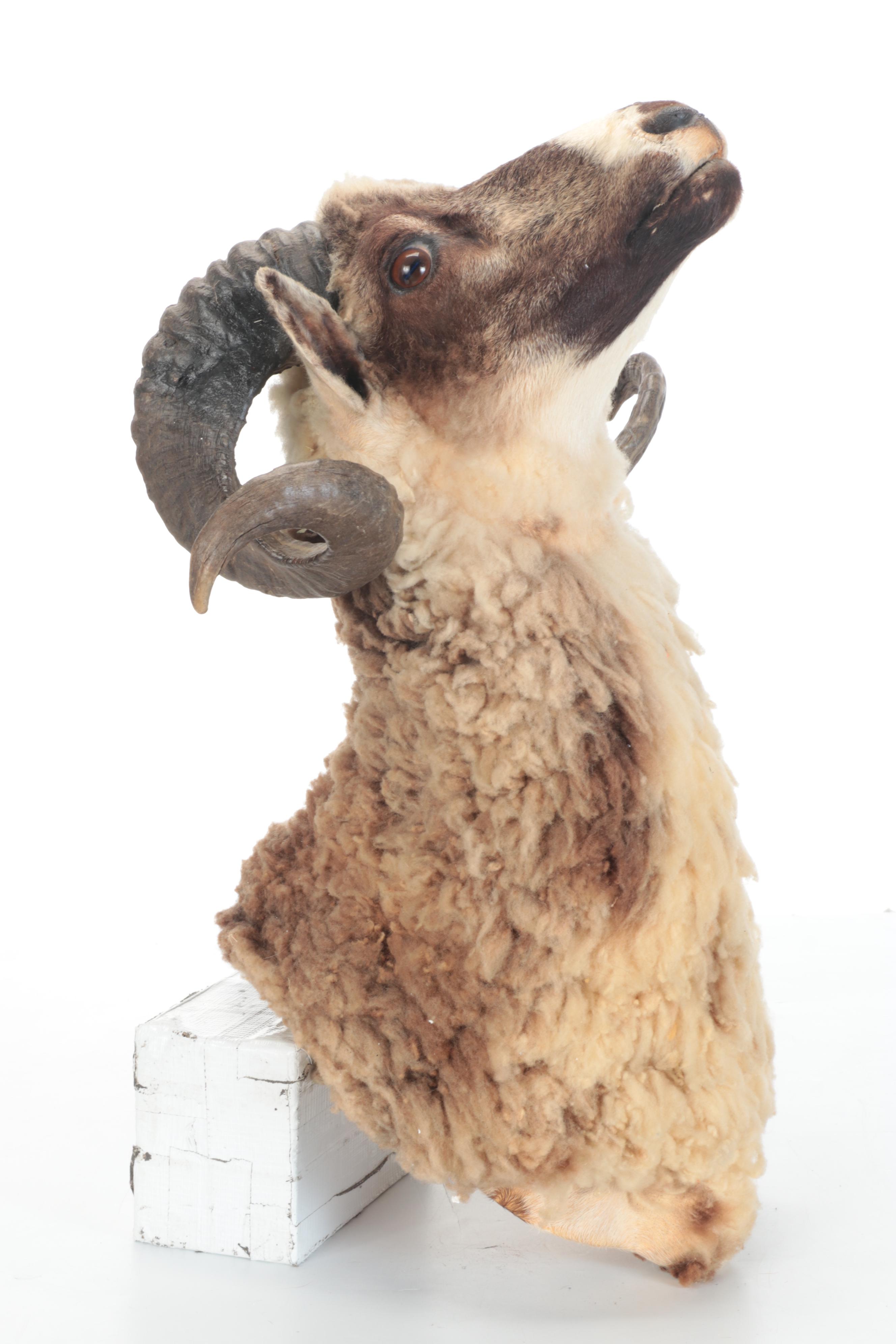 Taxidermy Arapawa Ram Shoulder Mount
