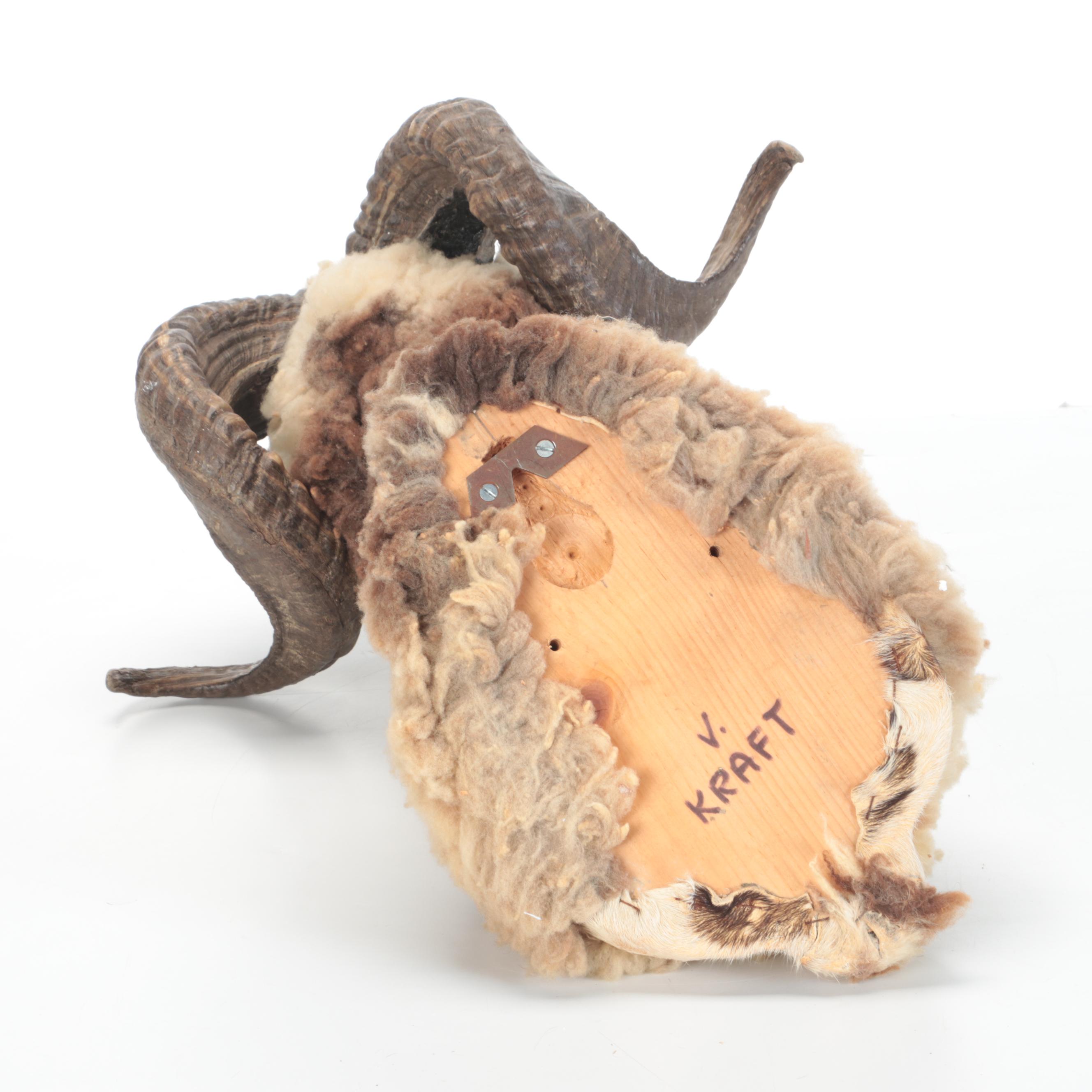 Taxidermy Arapawa Ram Shoulder Mount
