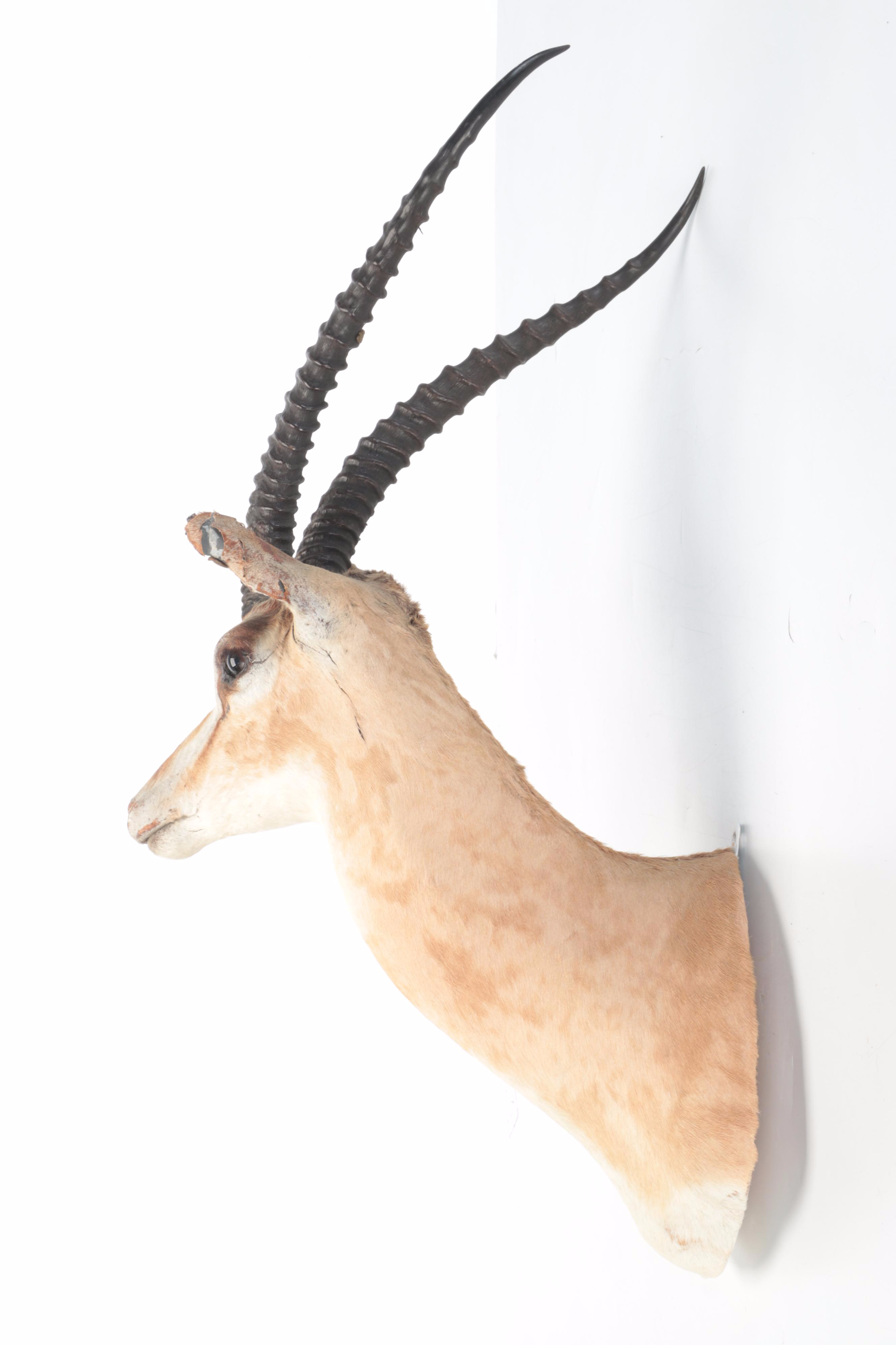 Taxidermy African Grant's Gazelle Shoulder Mount