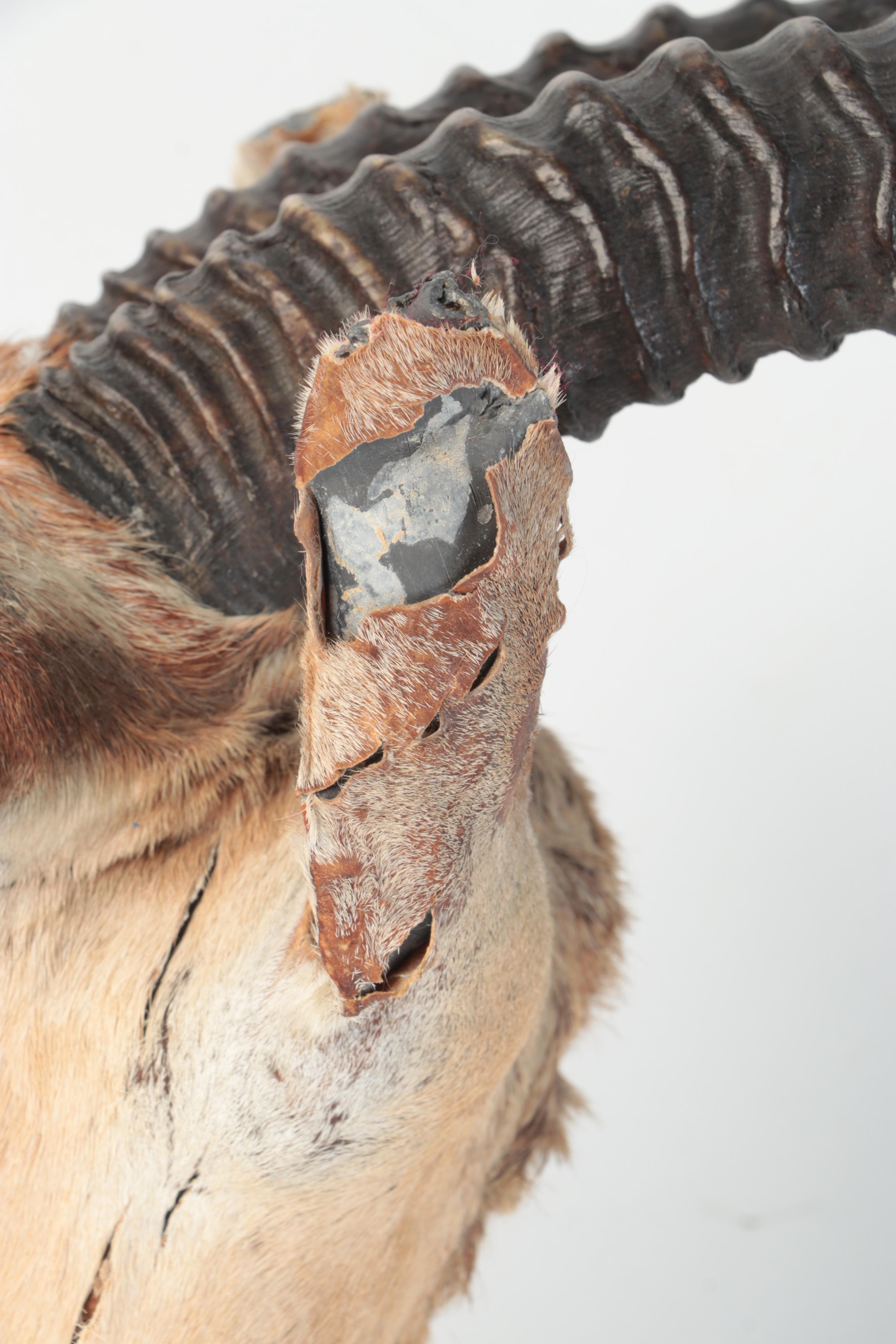 Taxidermy African Grant's Gazelle Shoulder Mount