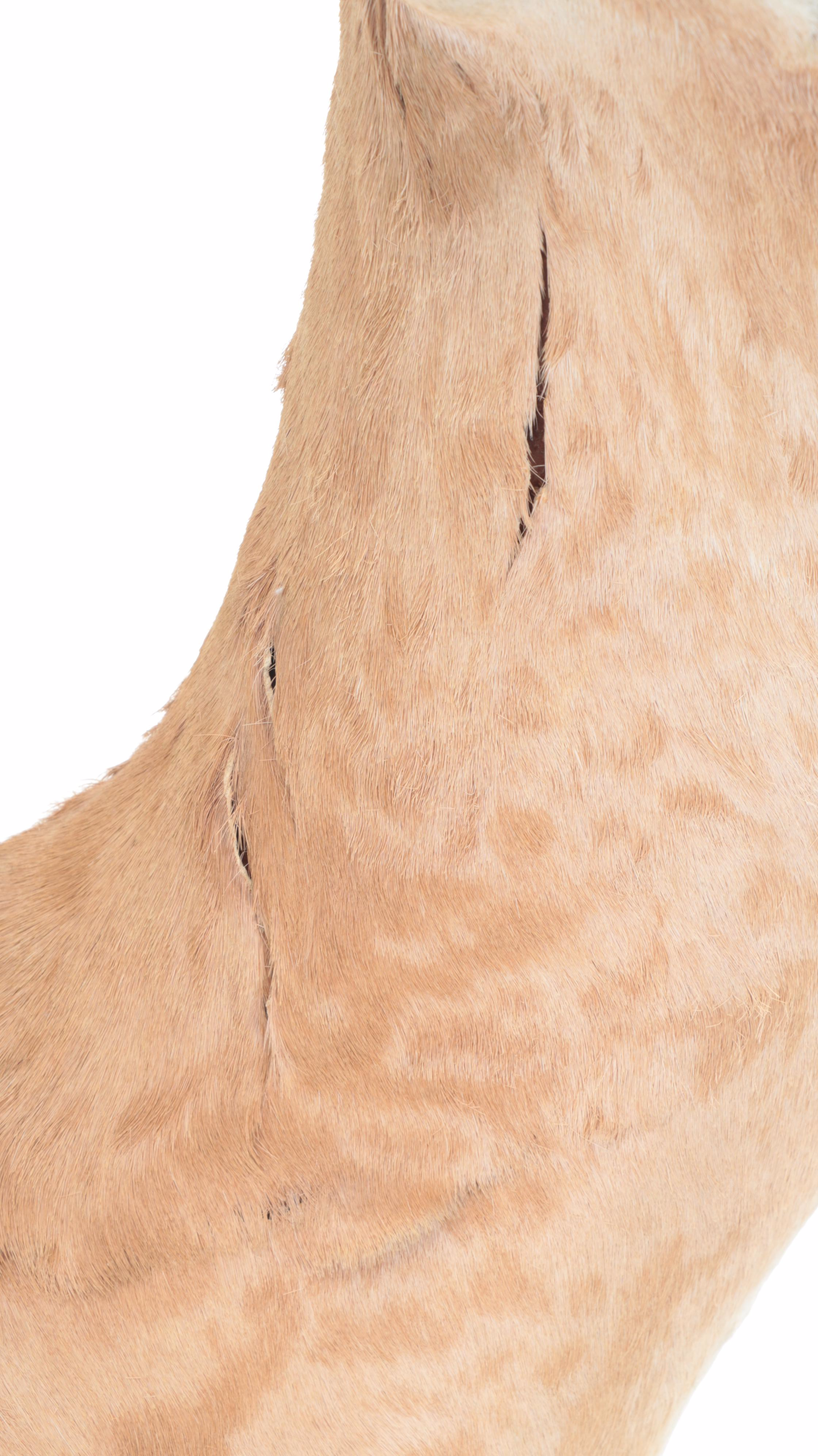 Taxidermy African Grant's Gazelle Shoulder Mount