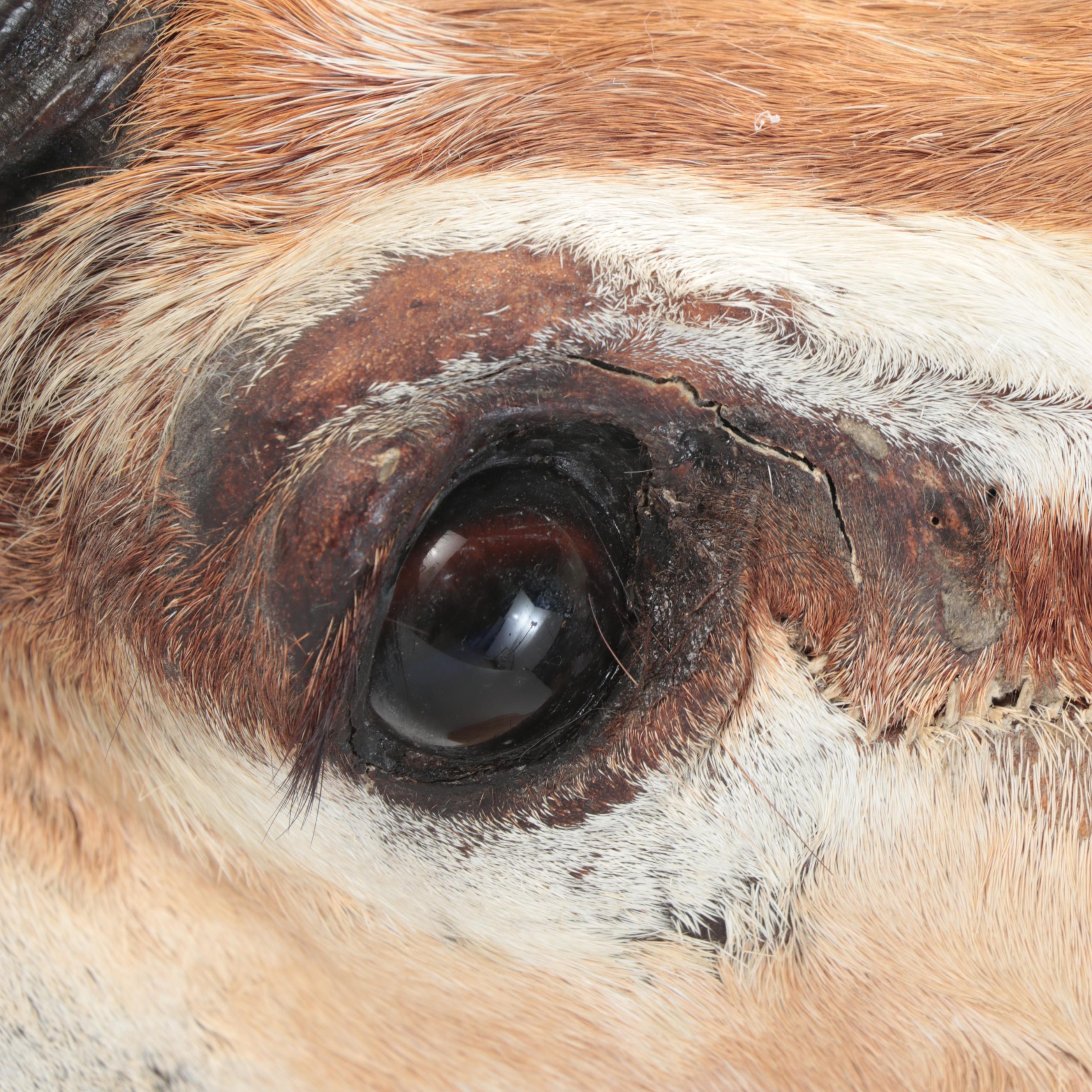 Taxidermy African Grant's Gazelle Shoulder Mount