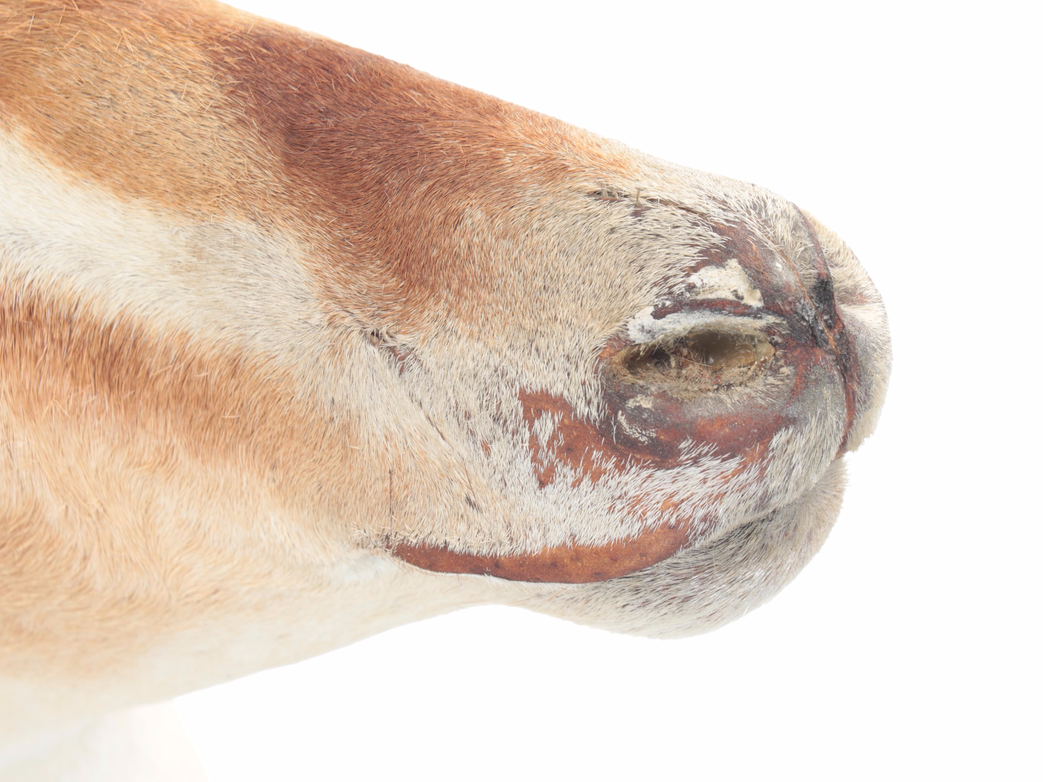 Taxidermy African Grant's Gazelle Shoulder Mount