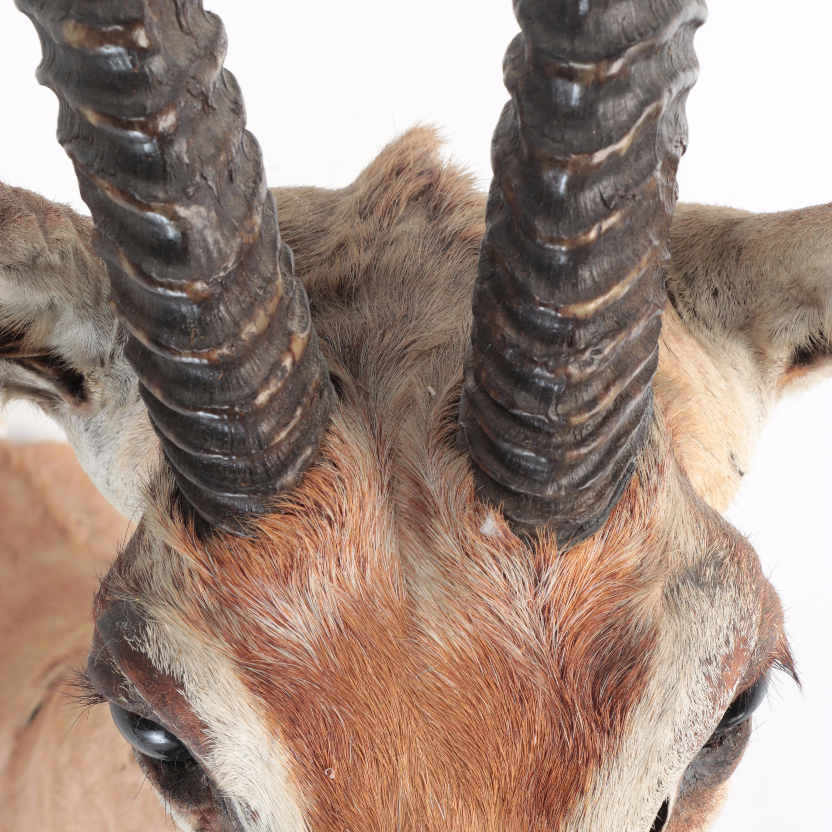 Taxidermy African Grant's Gazelle Shoulder Mount