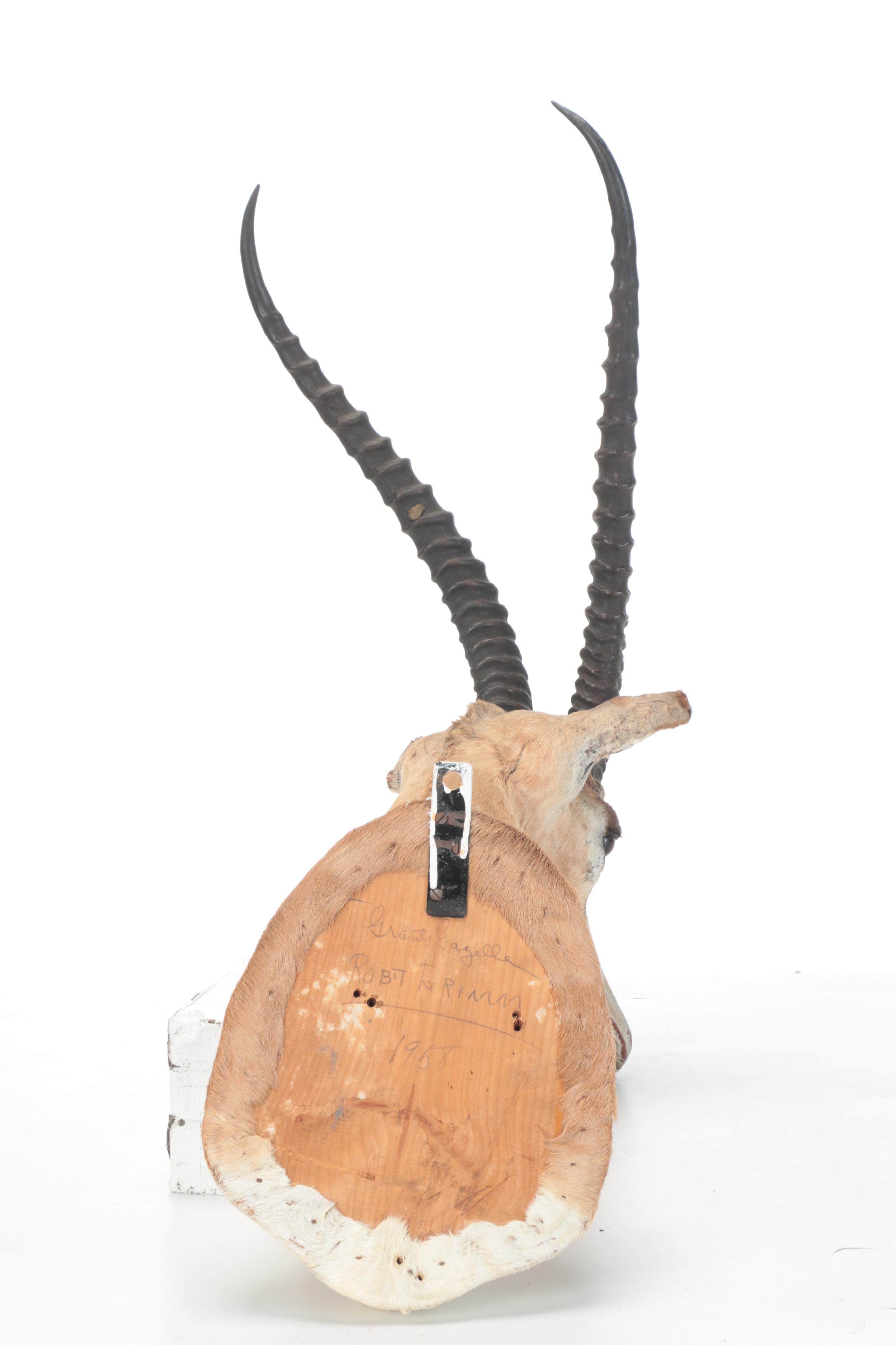 Taxidermy African Grant's Gazelle Shoulder Mount