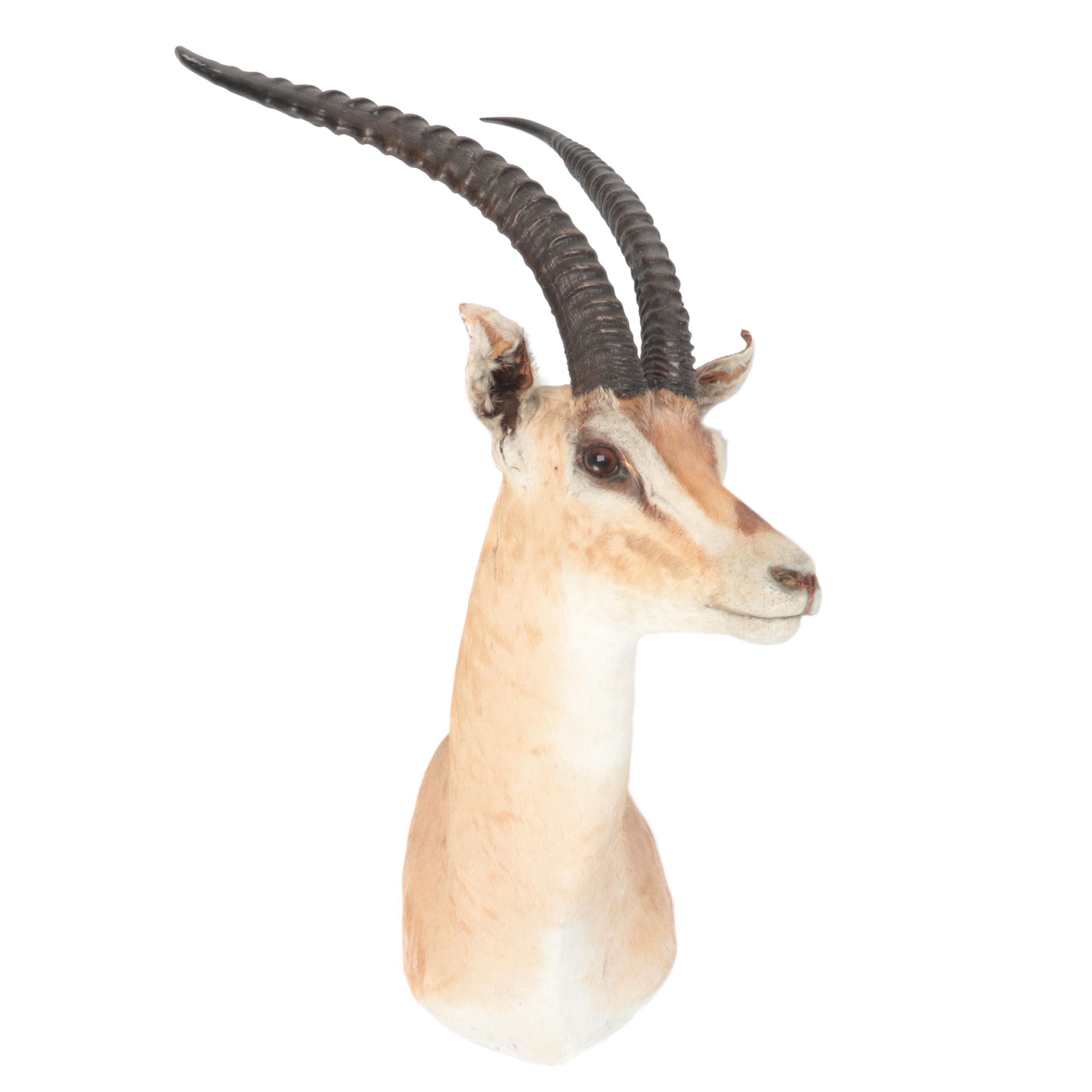 Taxidermy  East African Thomson's Gazelle Shoulder Mount