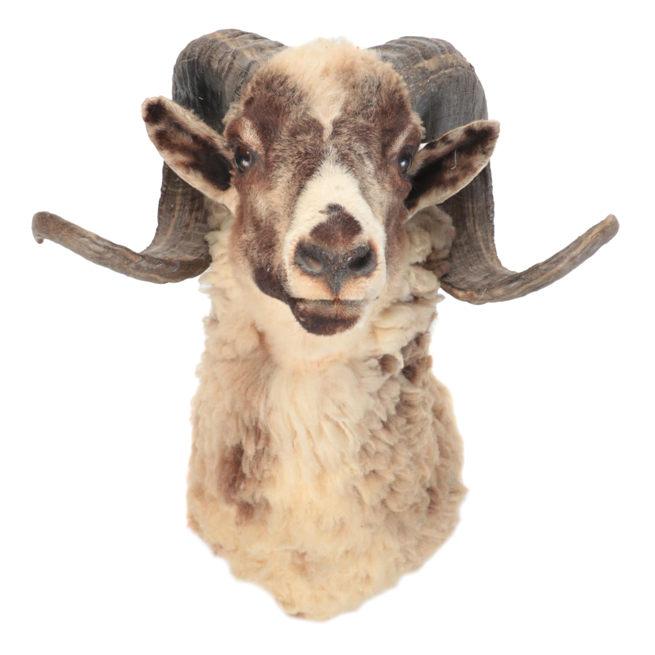 Taxidermy Arapawa Ram Shoulder Mount