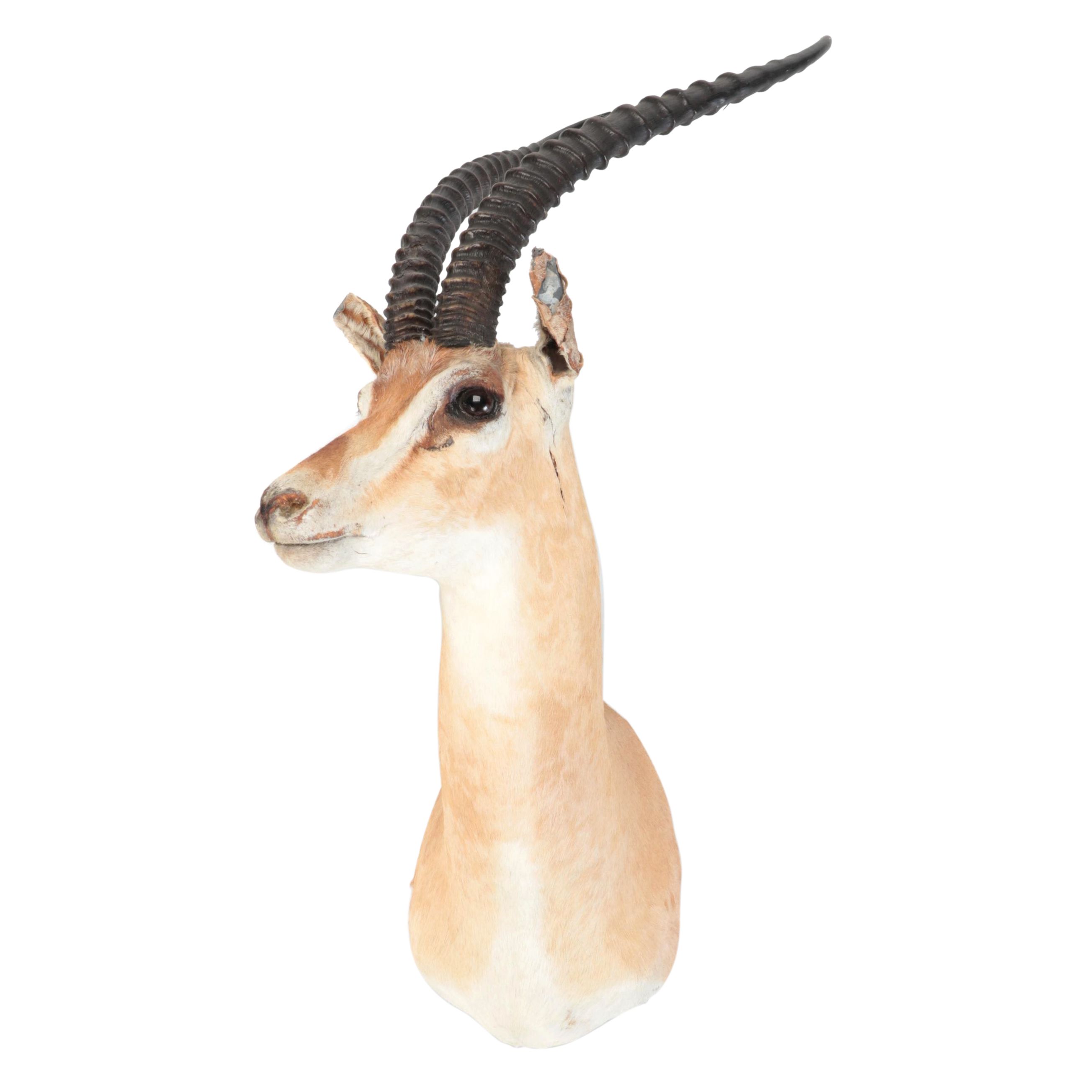 Taxidermy African Grant's Gazelle Shoulder Mount