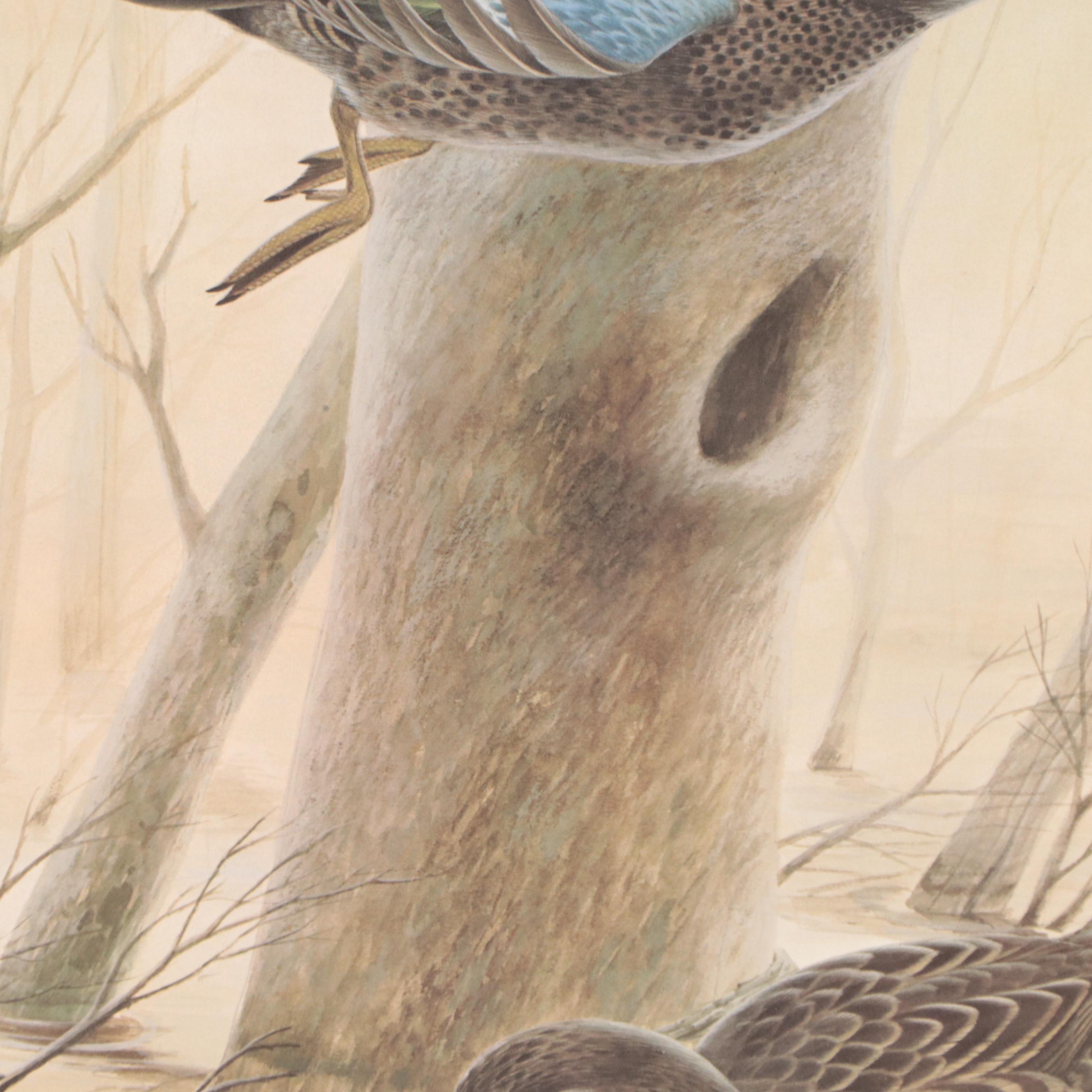 John A. Ruthven Offset Lithograph "Blue-Winged Teal"