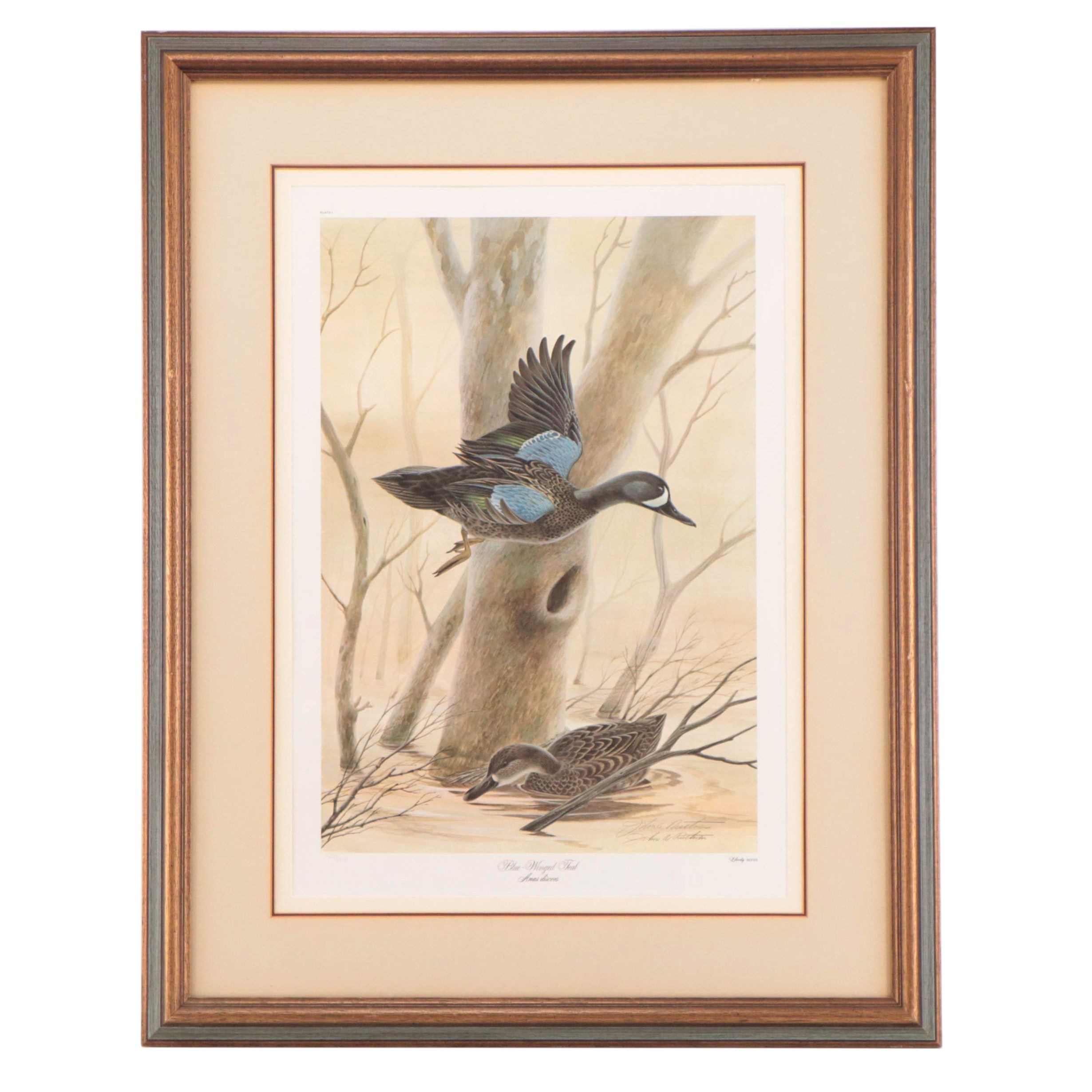 John A. Ruthven Offset Lithograph "Blue-Winged Teal"