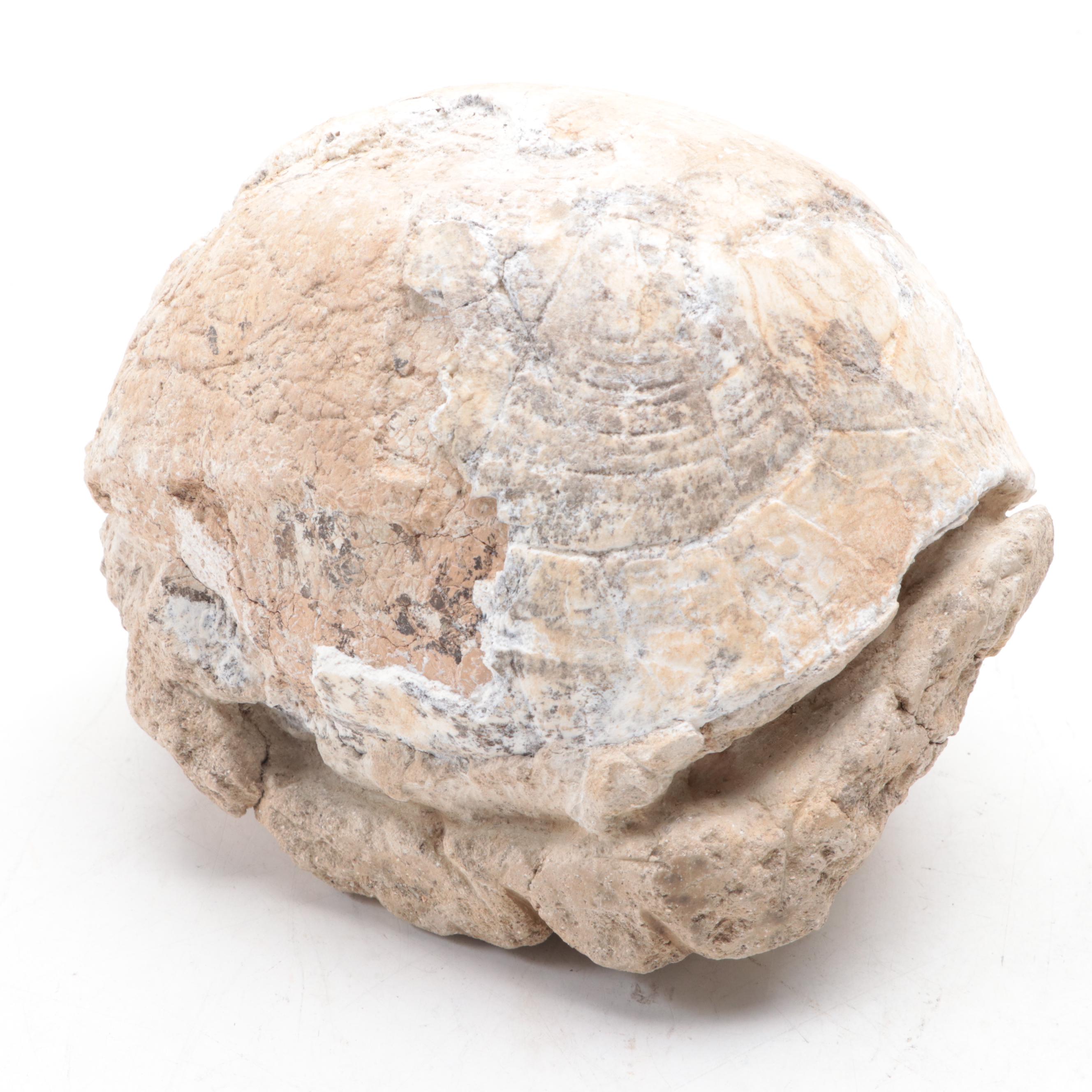 Fossil Turtle Shell Specimen With Fossil Egg in Matrix