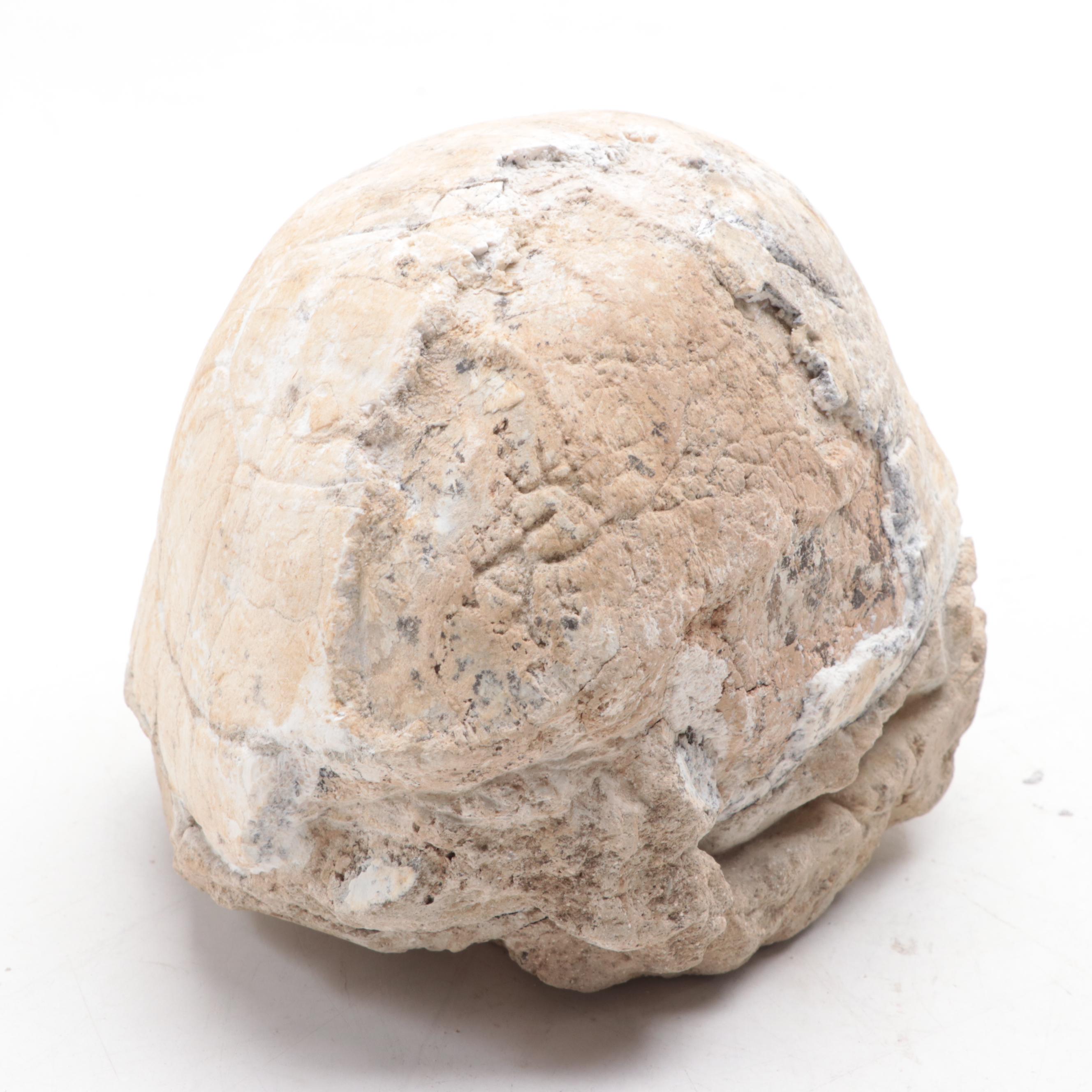 Fossil Turtle Shell Specimen With Fossil Egg in Matrix