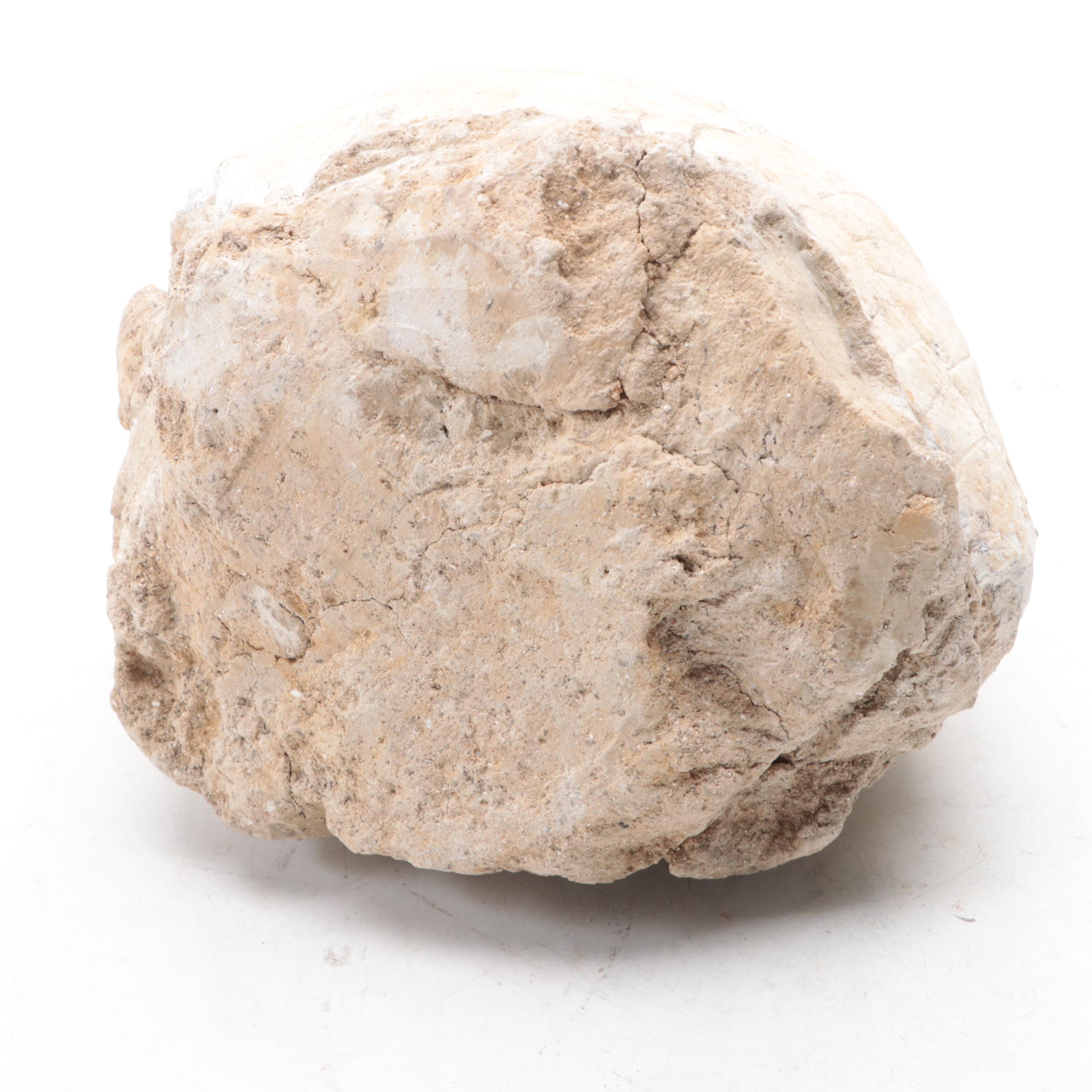 Fossil Turtle Shell Specimen With Fossil Egg in Matrix