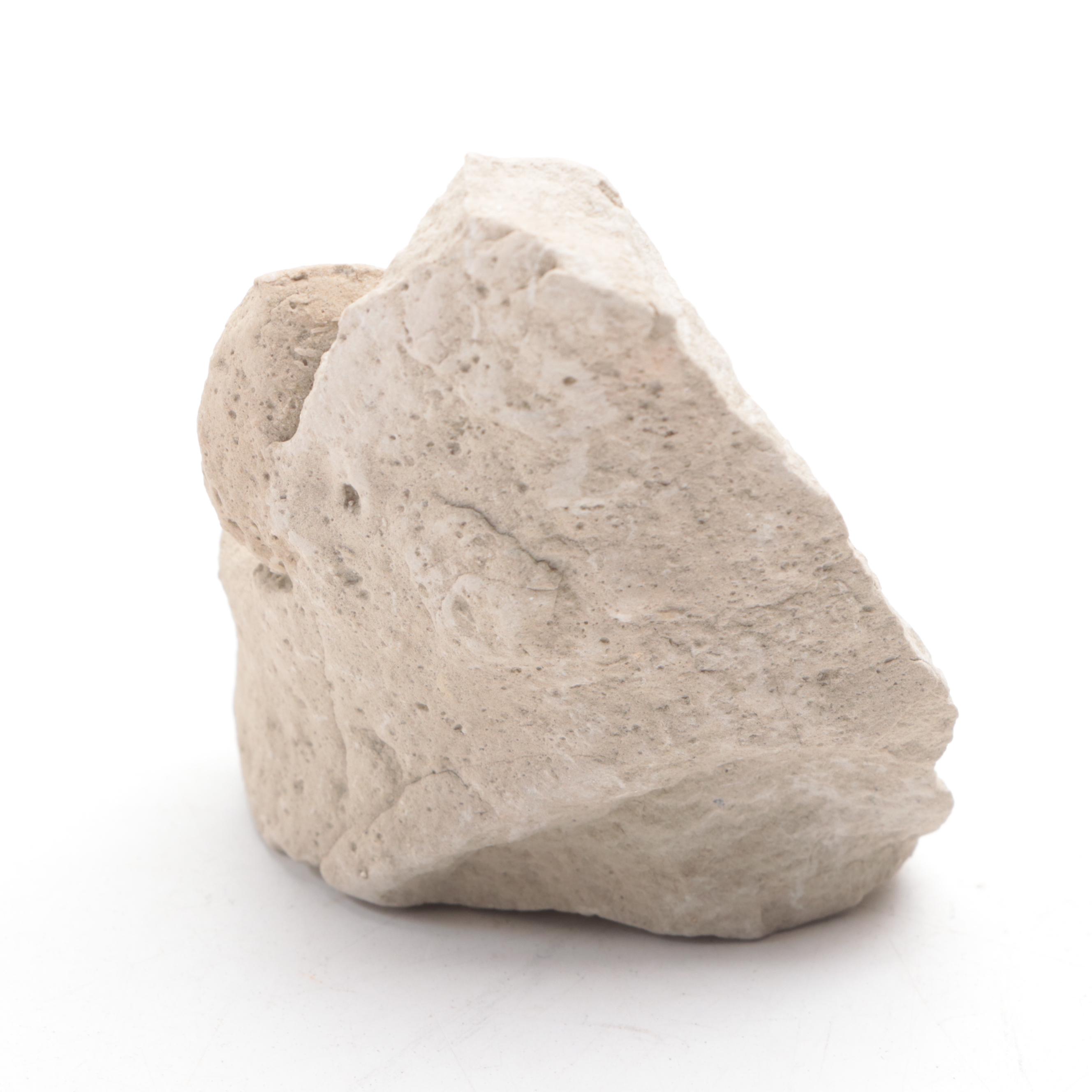 Fossil Turtle Shell Specimen With Fossil Egg in Matrix