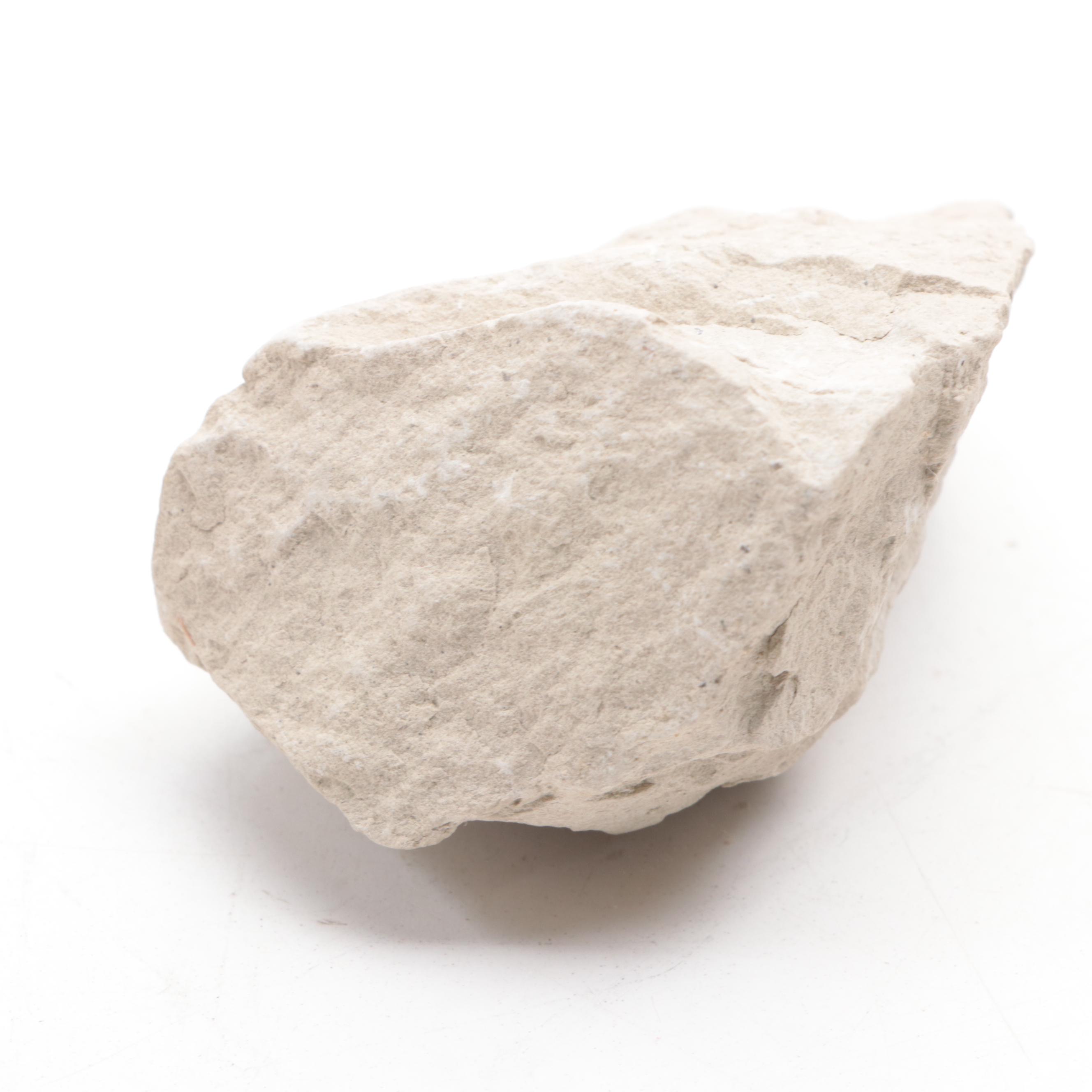 Fossil Turtle Shell Specimen With Fossil Egg in Matrix