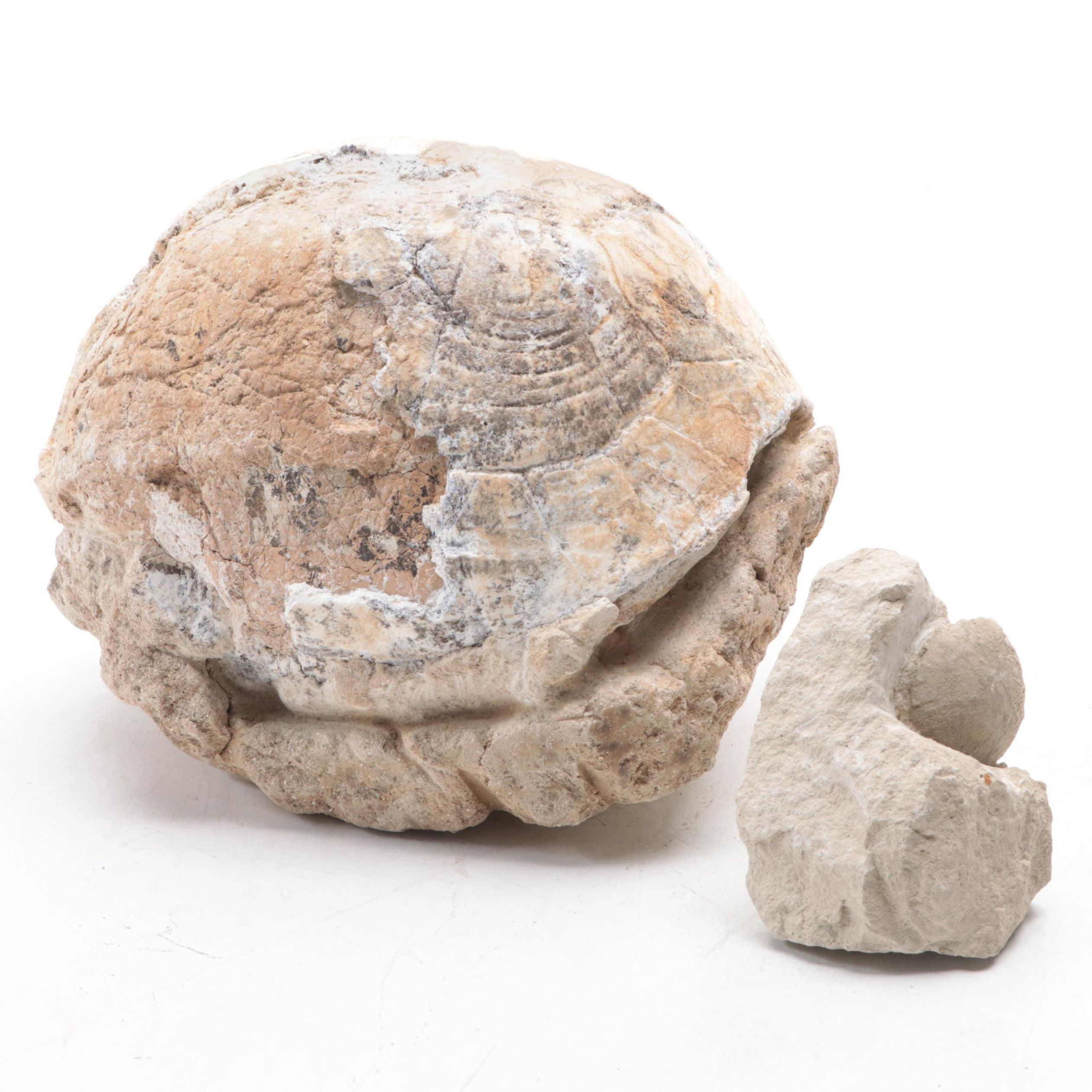 Fossil Turtle Shell Specimen With Fossil Egg in Matrix