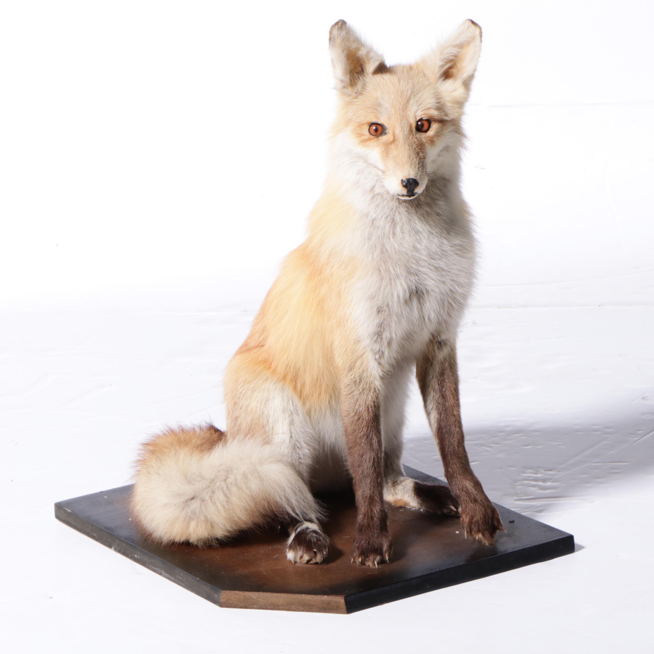Pair of Taxidermy Red Fox Full Body Mounts on Bases
