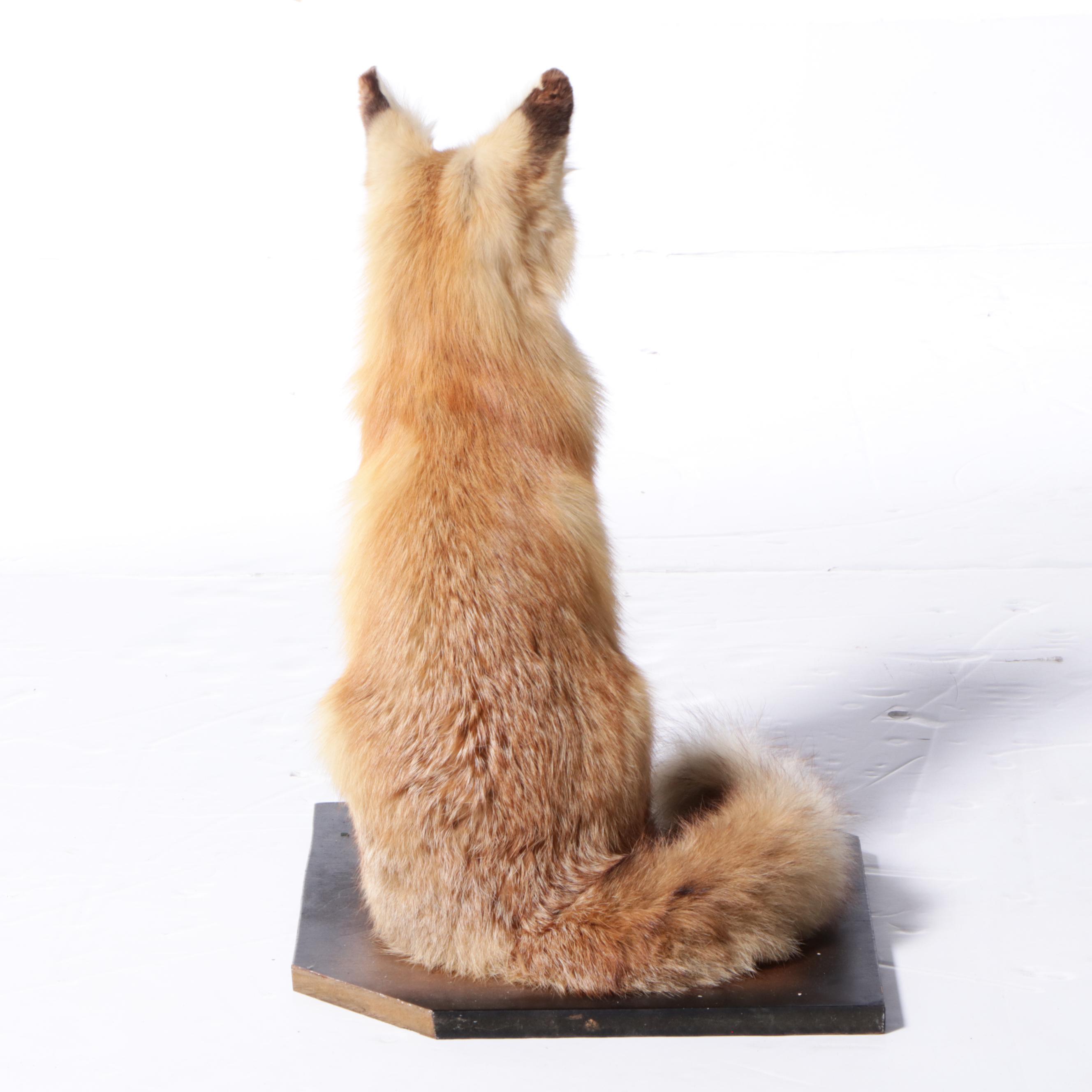 Pair of Taxidermy Red Fox Full Body Mounts on Bases