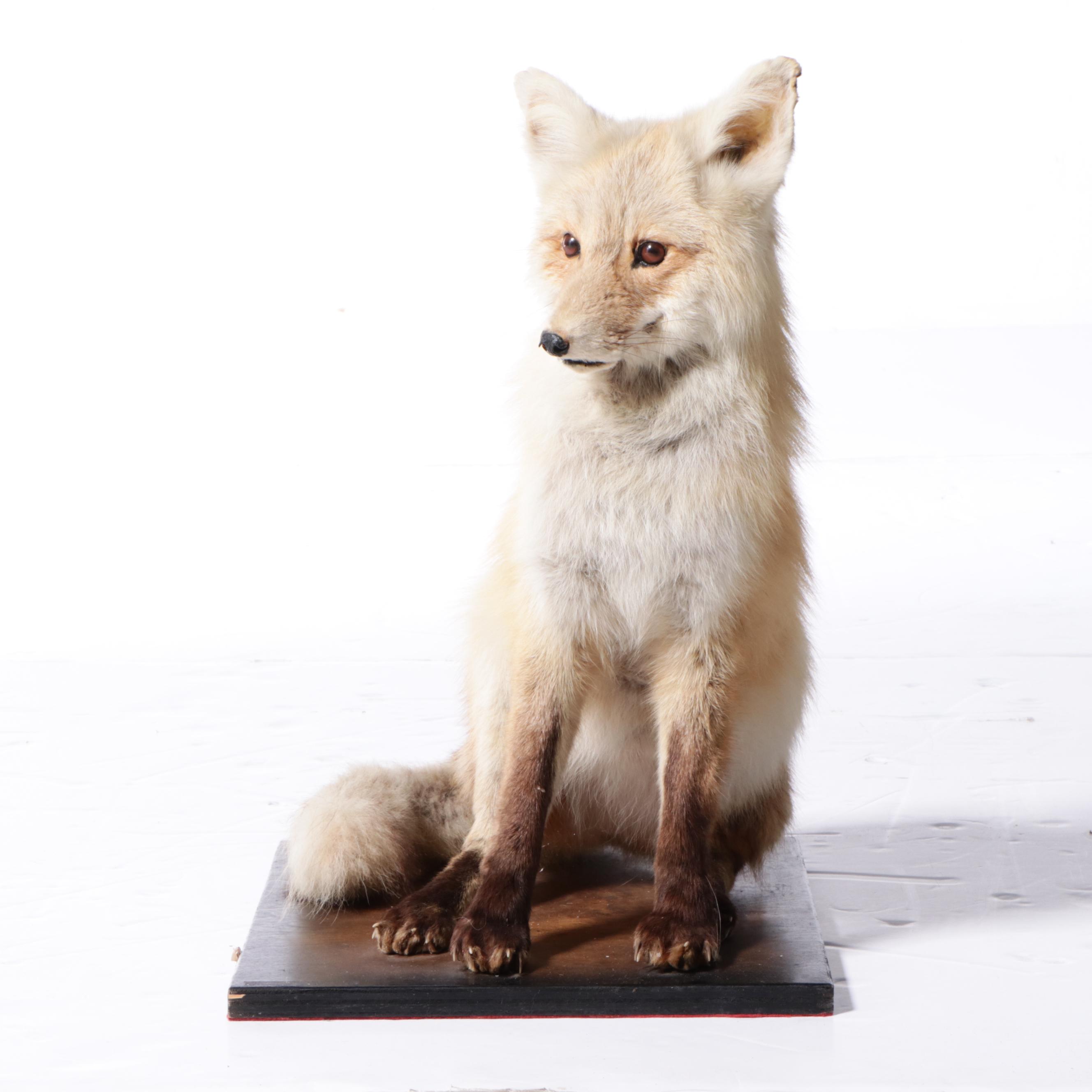Pair of Taxidermy Red Fox Full Body Mounts on Bases