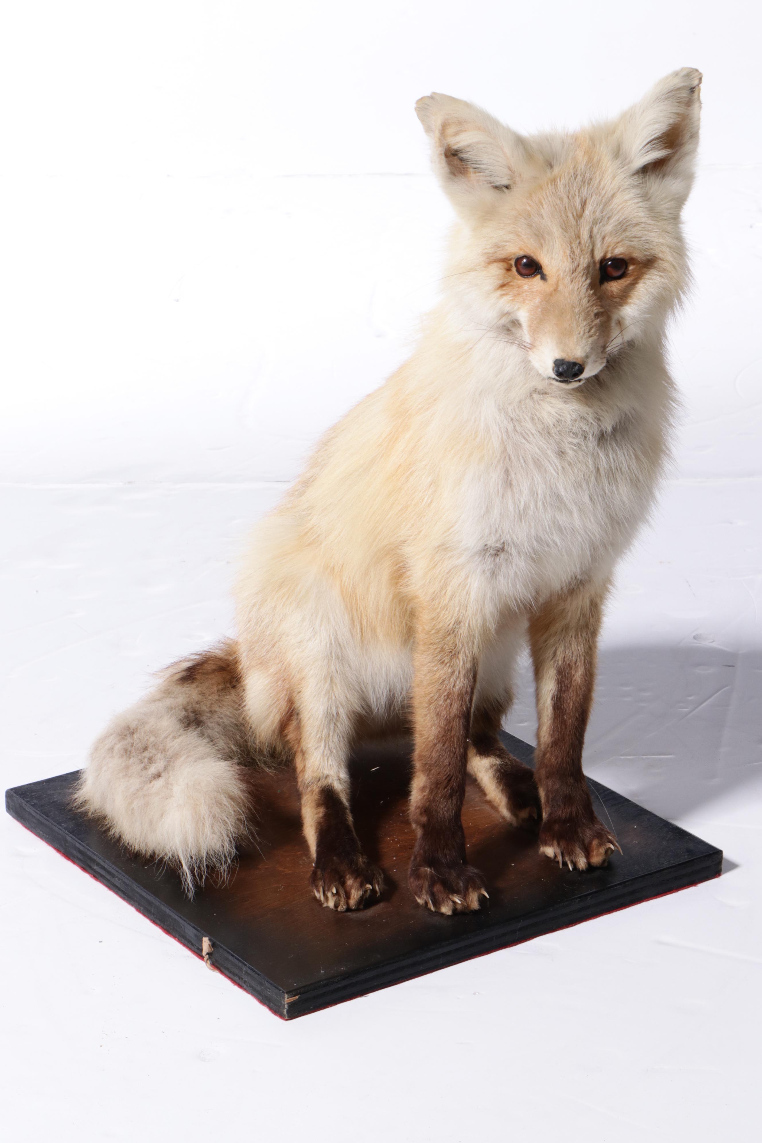 Pair of Taxidermy Red Fox Full Body Mounts on Bases