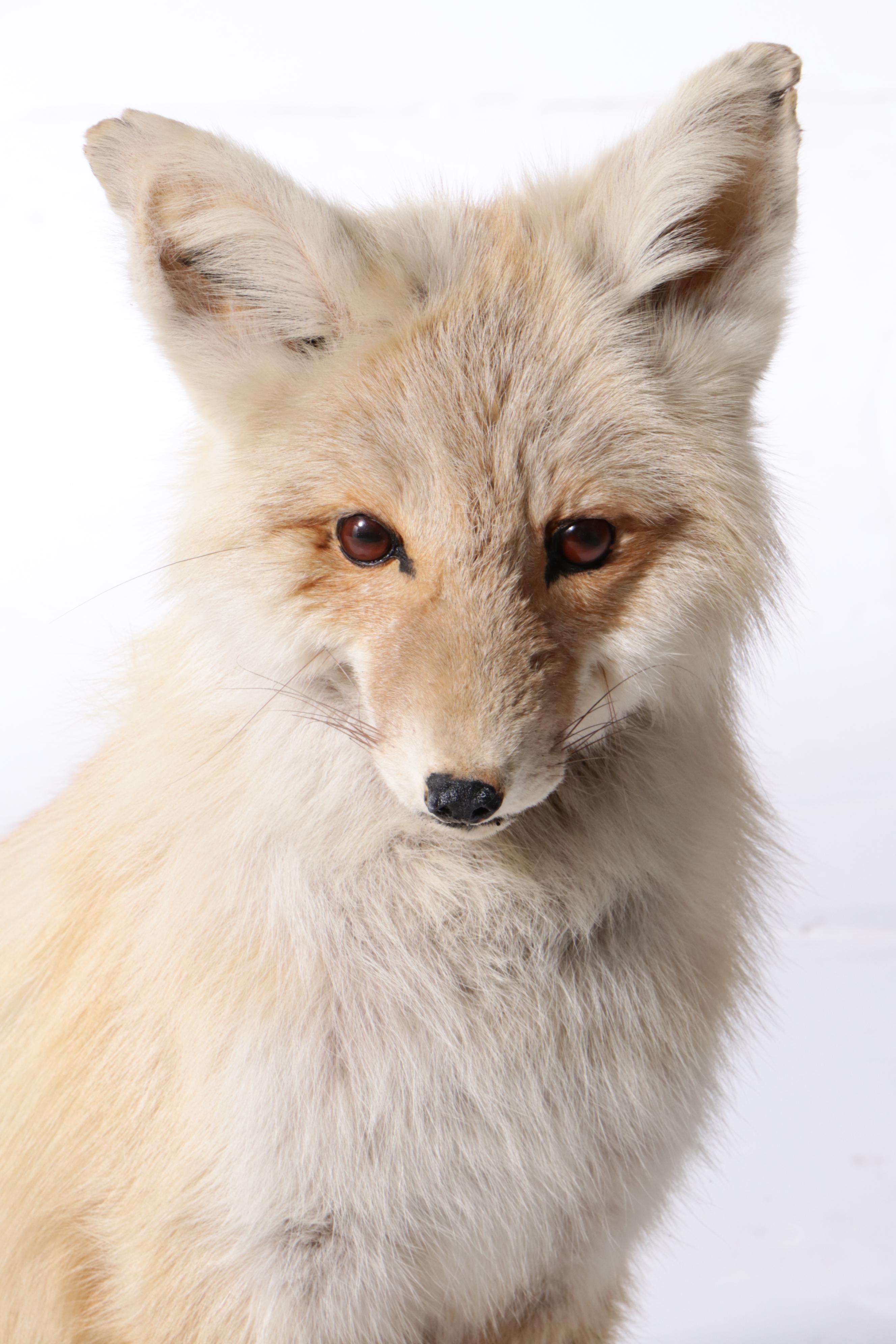 Pair of Taxidermy Red Fox Full Body Mounts on Bases