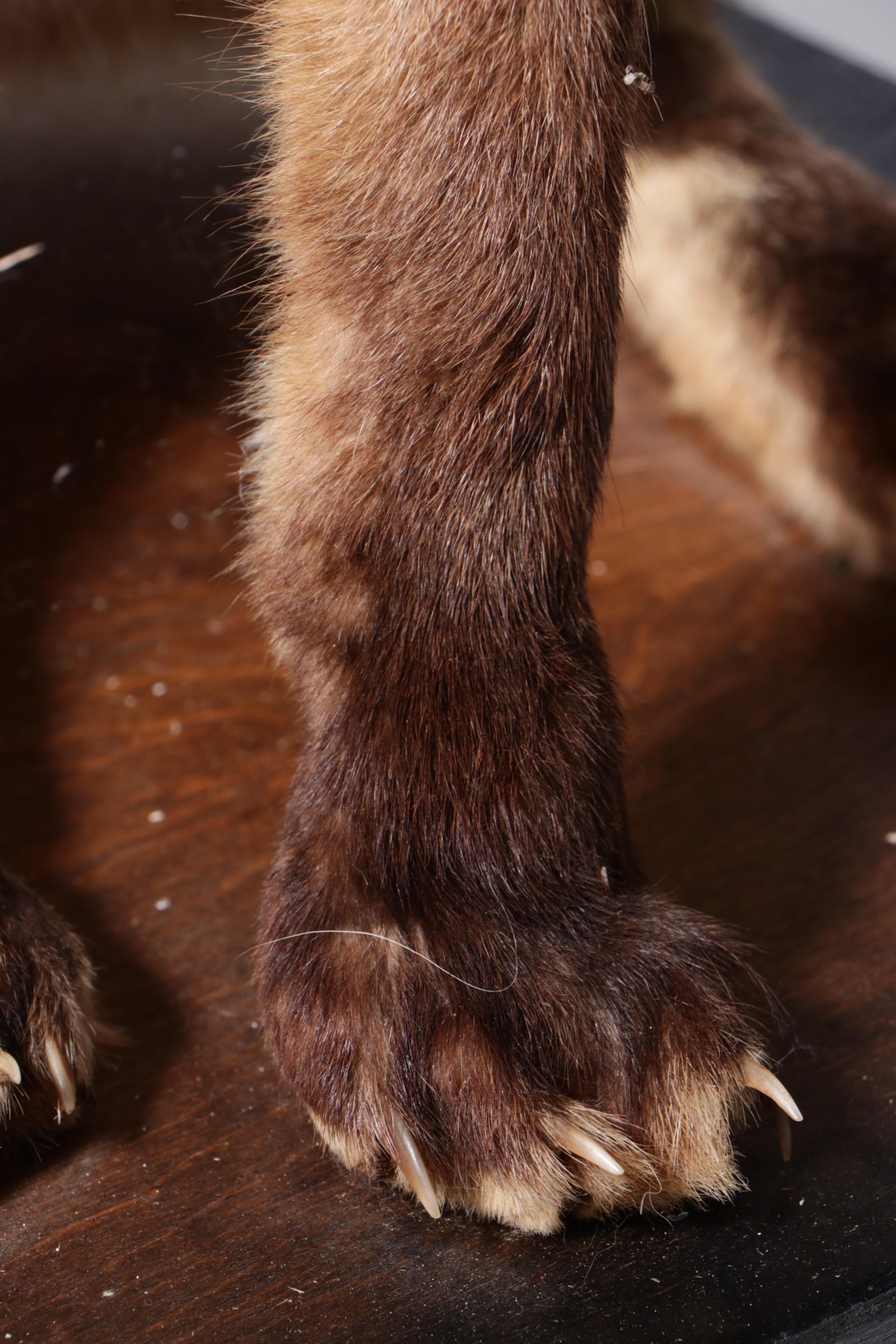 Pair of Taxidermy Red Fox Full Body Mounts on Bases