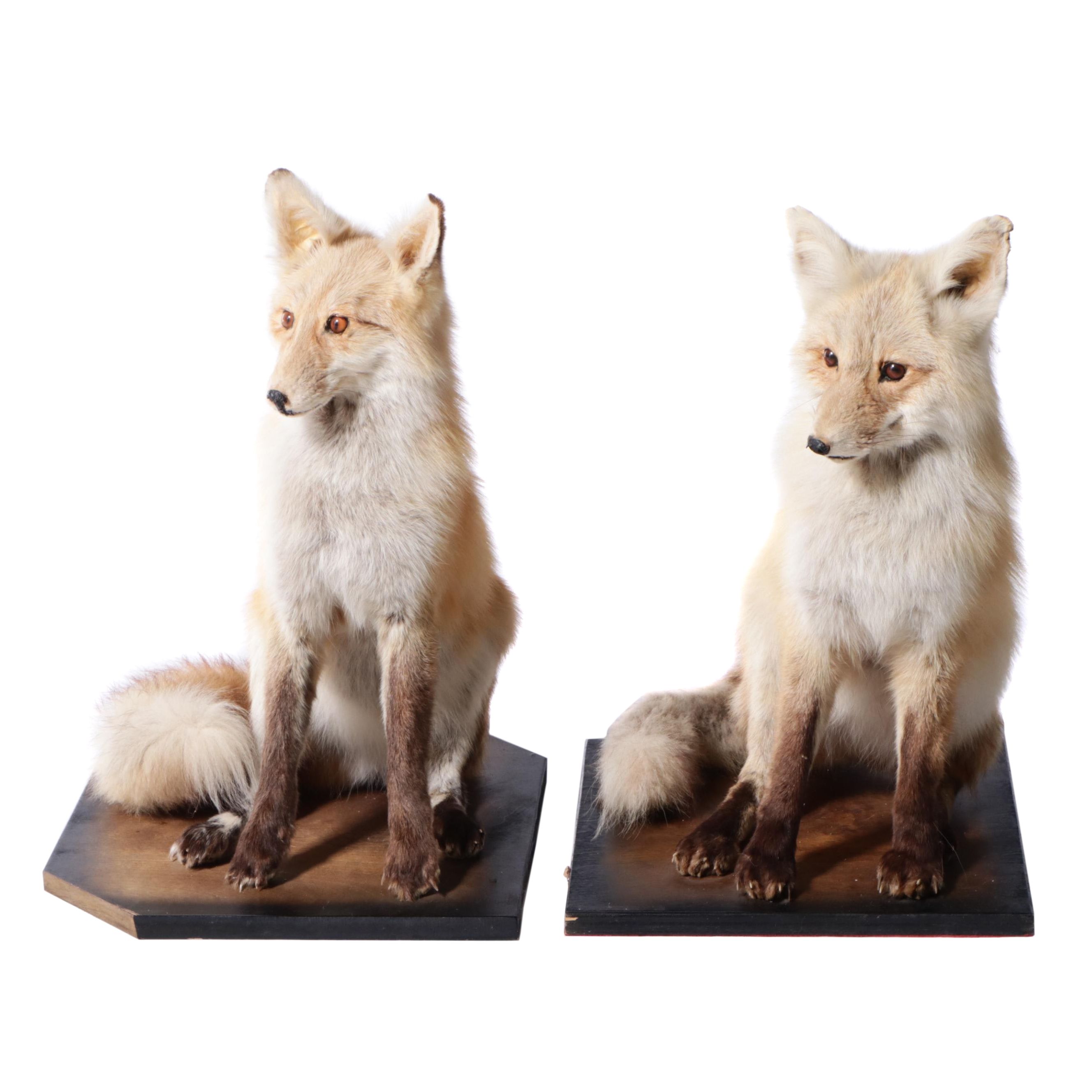 Pair of Taxidermy Red Fox Full Body Mounts on Bases