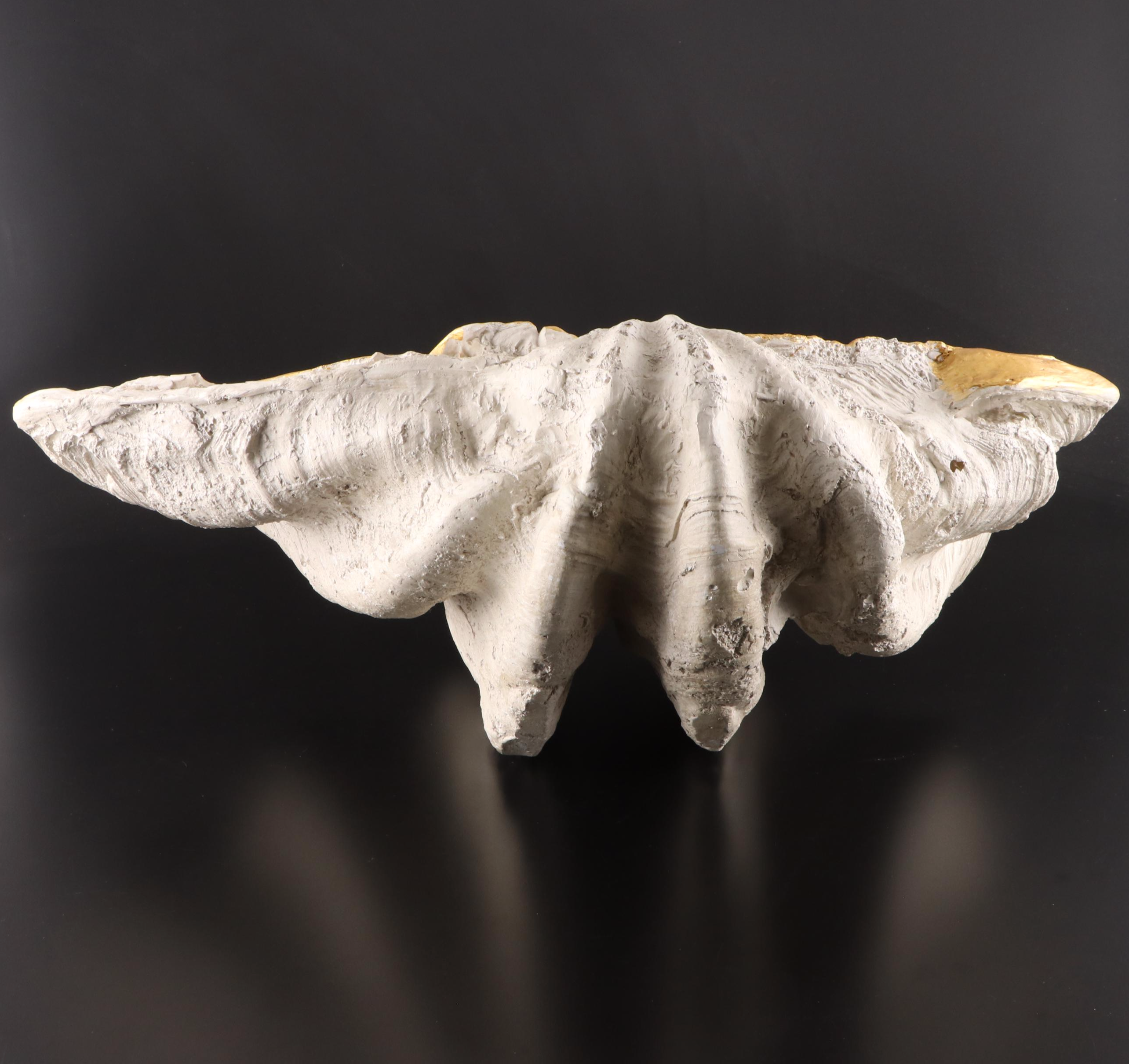 Cast Fiberglass Giant Clam Shell Form Bowl