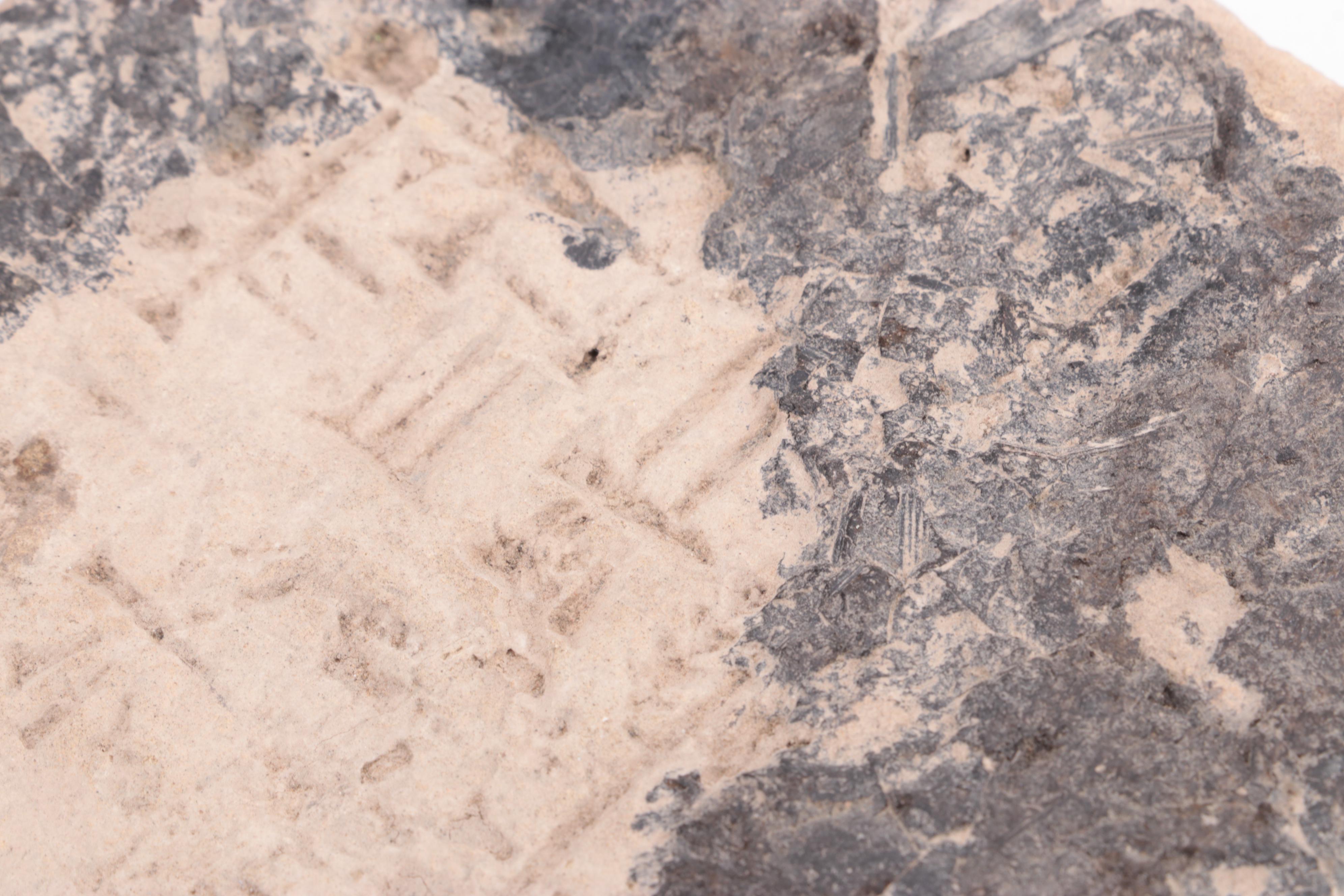 Ancient Sumerian Cuneiform Stone Fragment, Circa 3000 B.C.E.