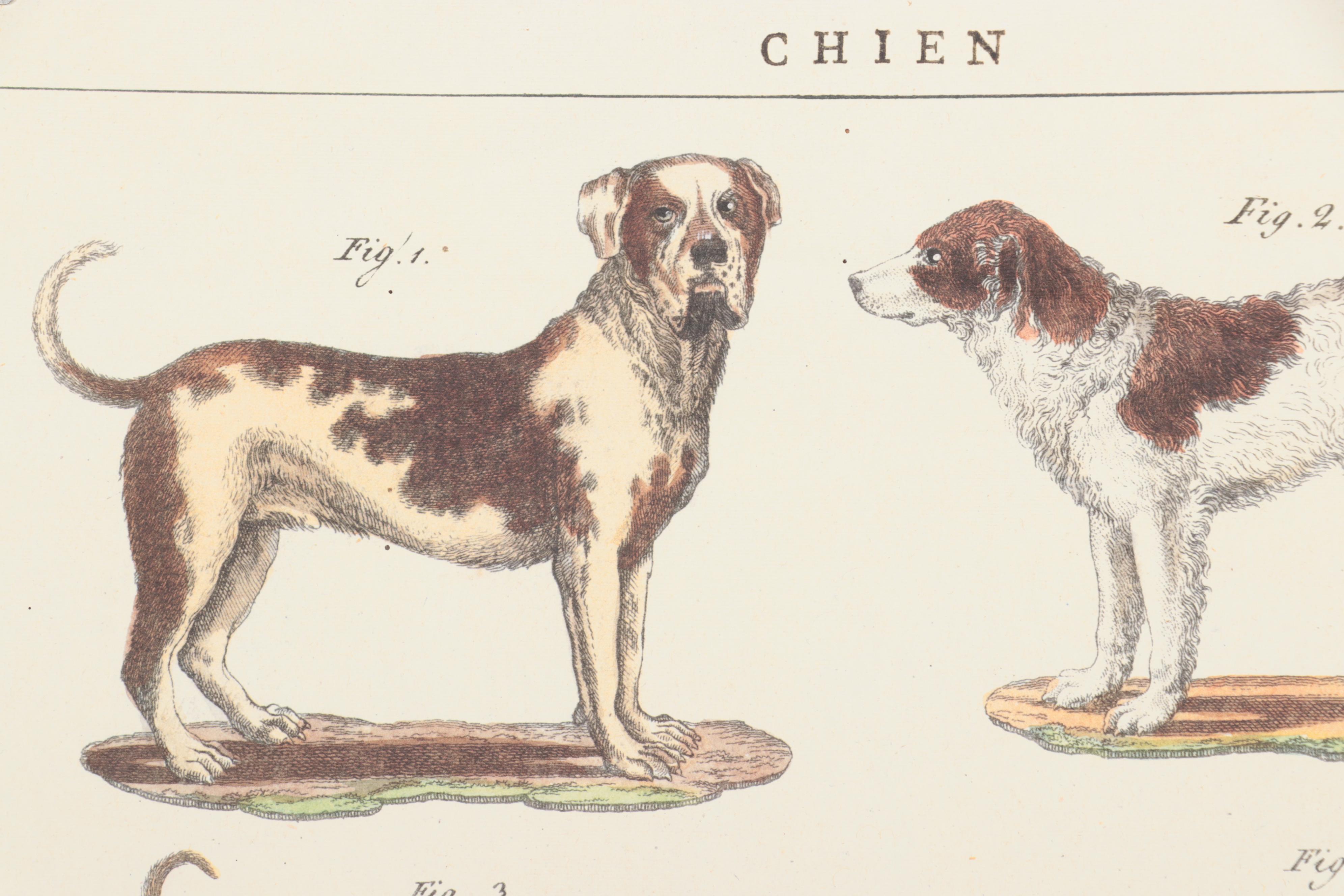 Offset Lithograph Dog Poster "Chien"