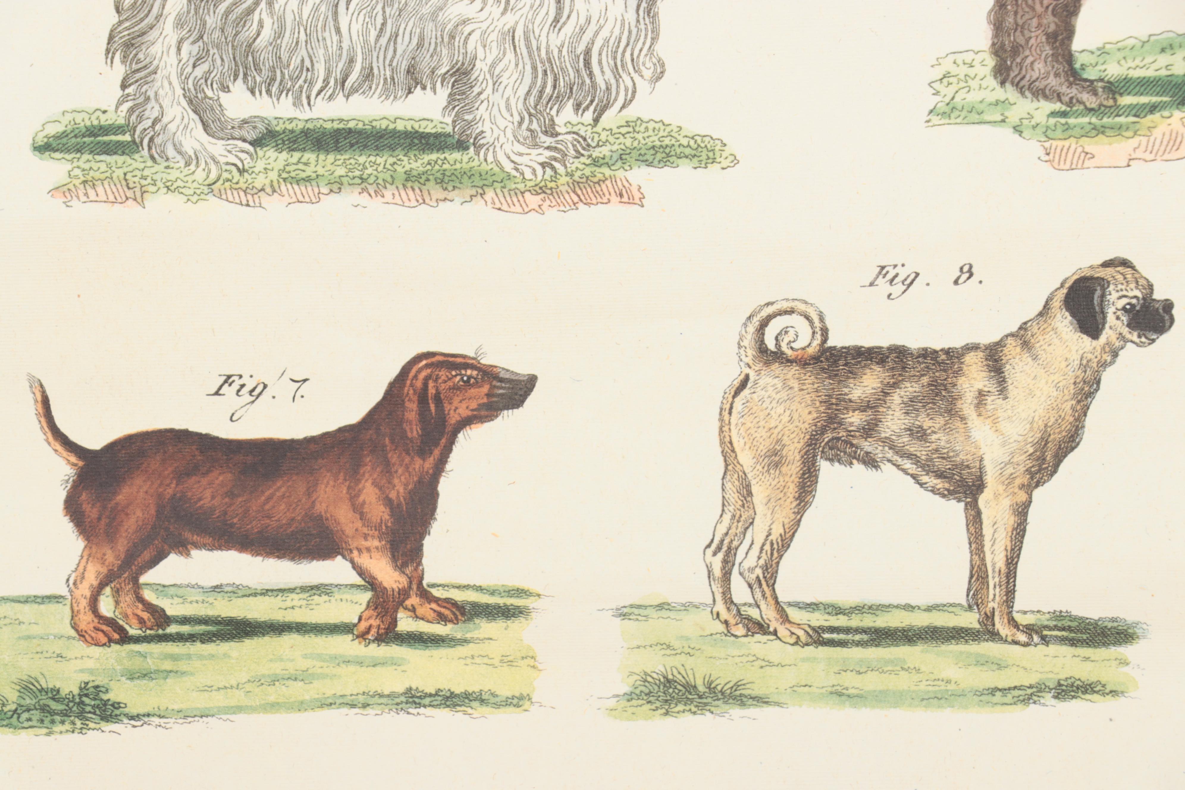 Offset Lithograph Dog Poster "Chien"