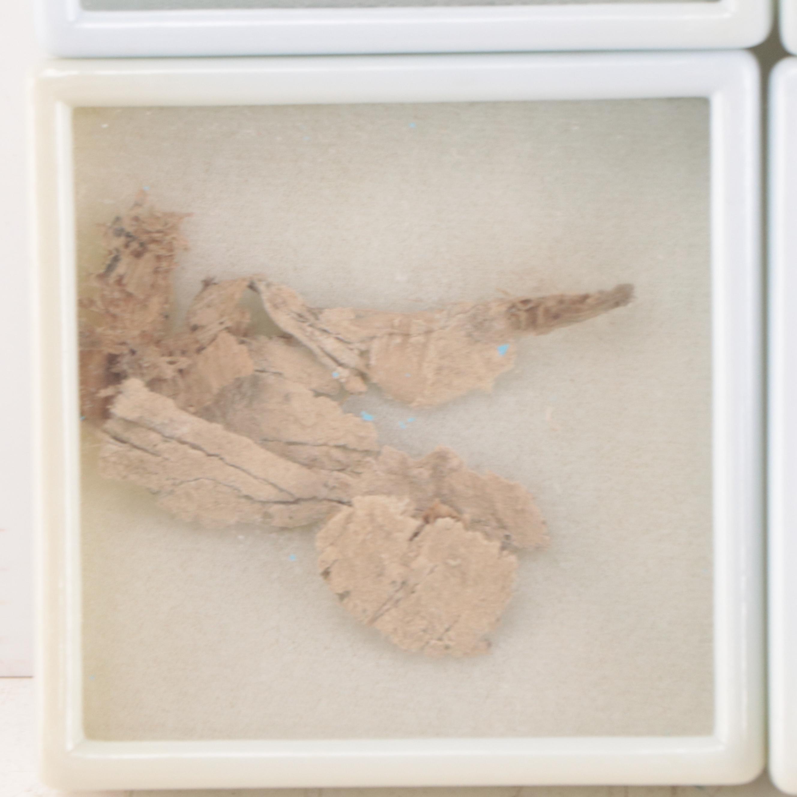 Ancient Egyptian Demotic or Greek Script Papyrus Fragments