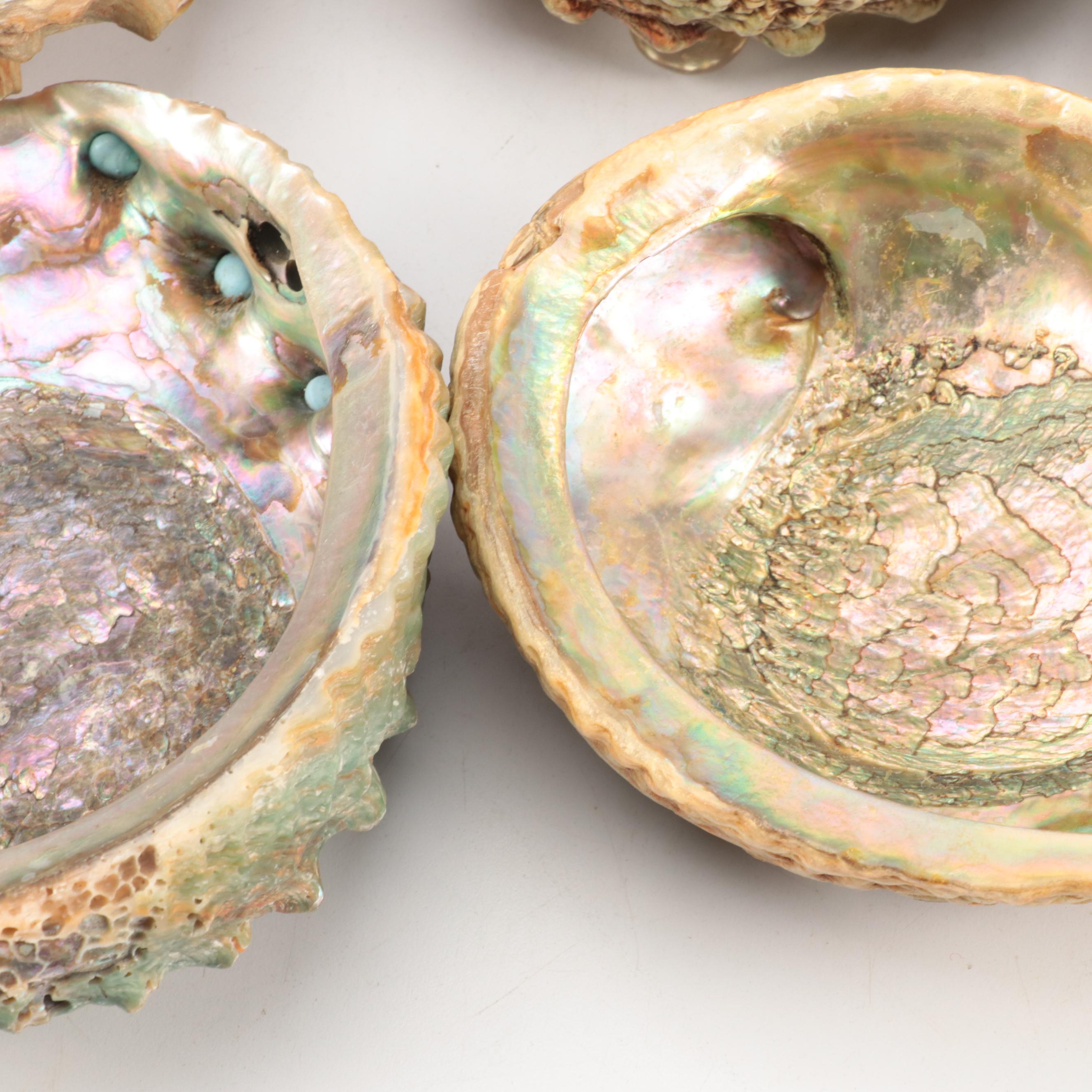 Abalone Shell Specimens and Footed Bowls