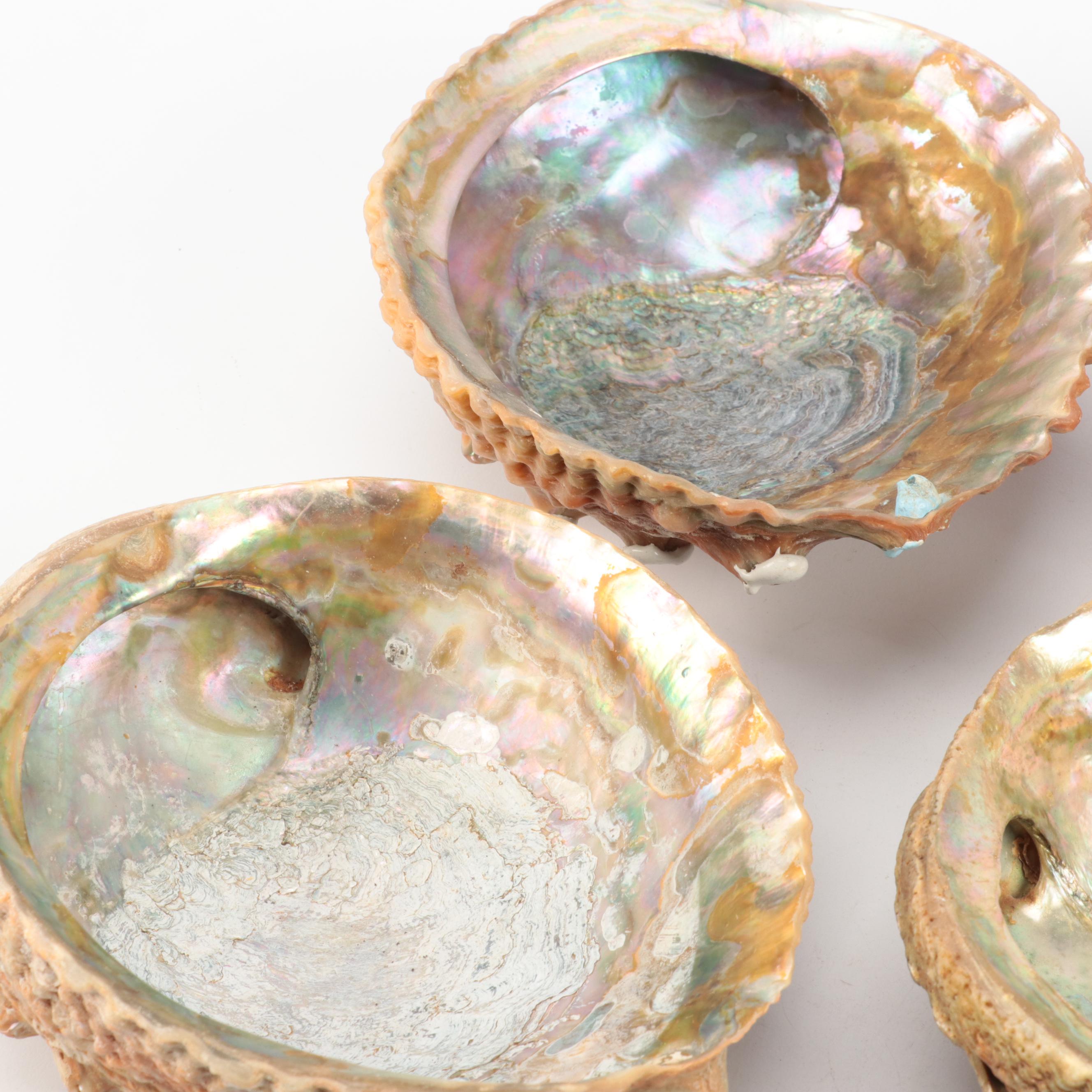 Abalone Shell Specimens and Footed Bowls