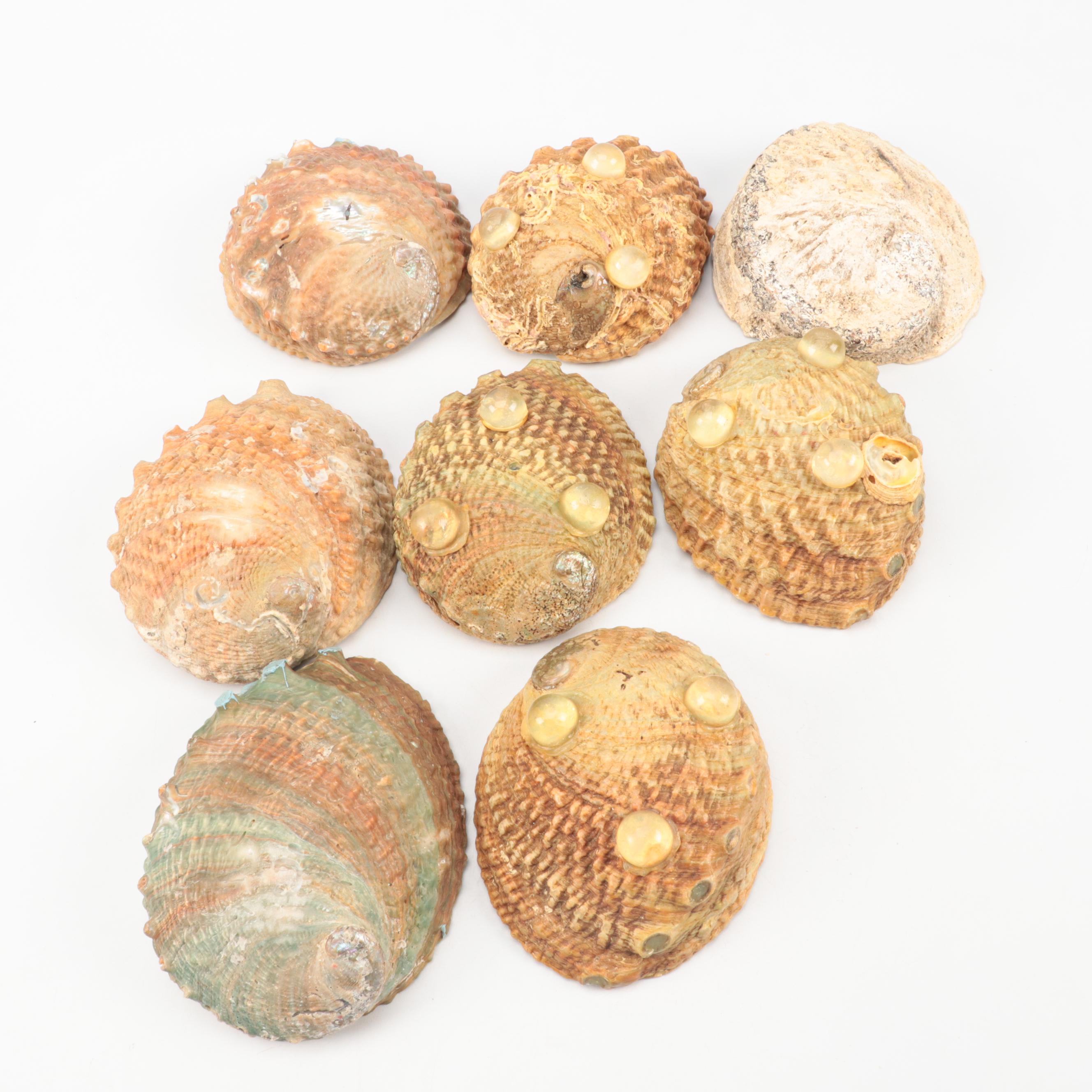 Abalone Shell Specimens and Footed Bowls